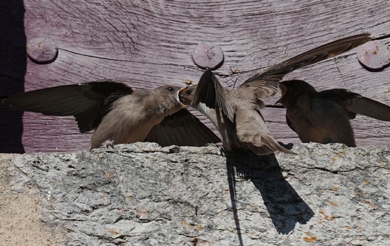Rondine montana (Ptyonoprogne rupestris)