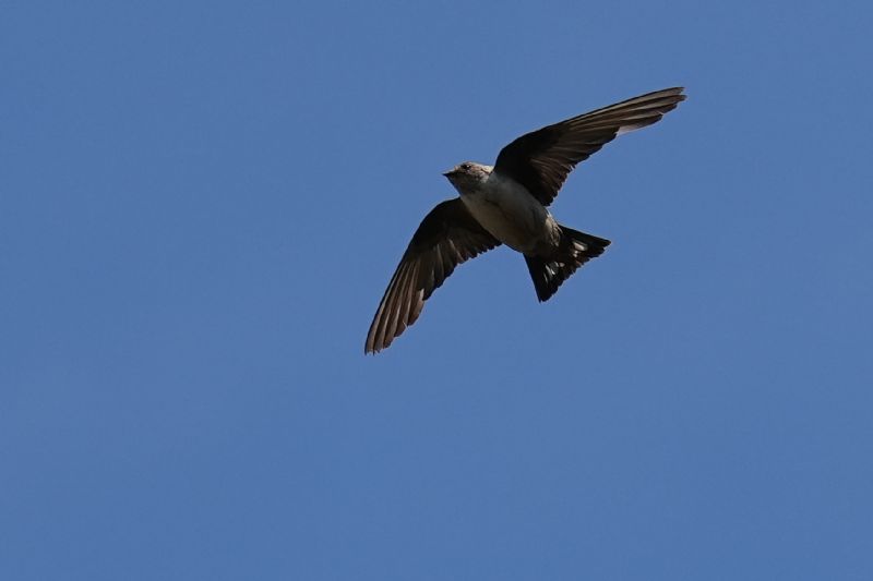 Rondine montana (Ptyonoprogne rupestris)