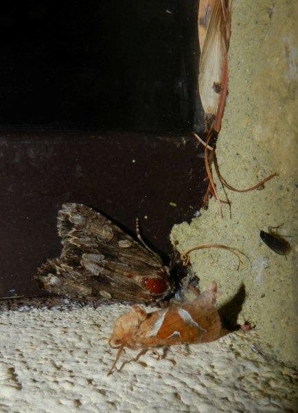 Apamea monoglypha,  Noctuidae e Triodia sylvina, Hepialidae