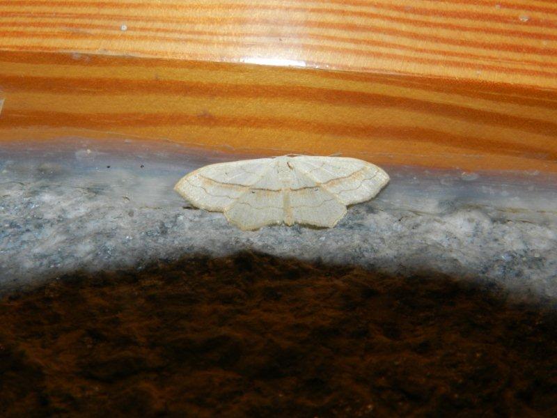 Geometridae:Scopula (Calothysanis) imitaria ? S