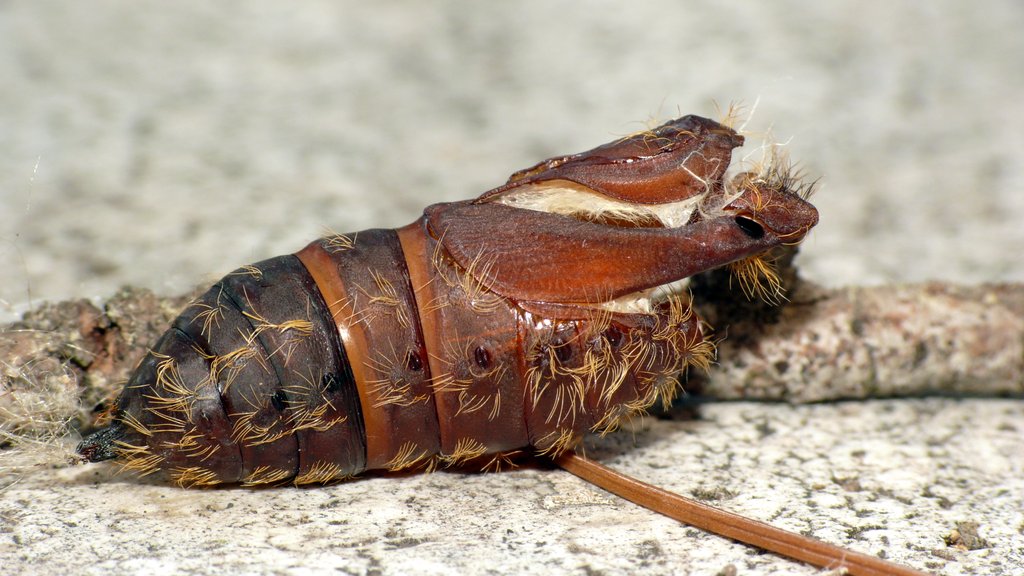 Bozzolo dischiuso, probabile Lymanthria dispar