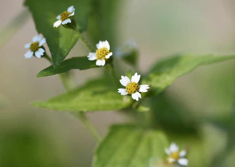 Galinsoga quadriradiata / Galinsoga ciliata