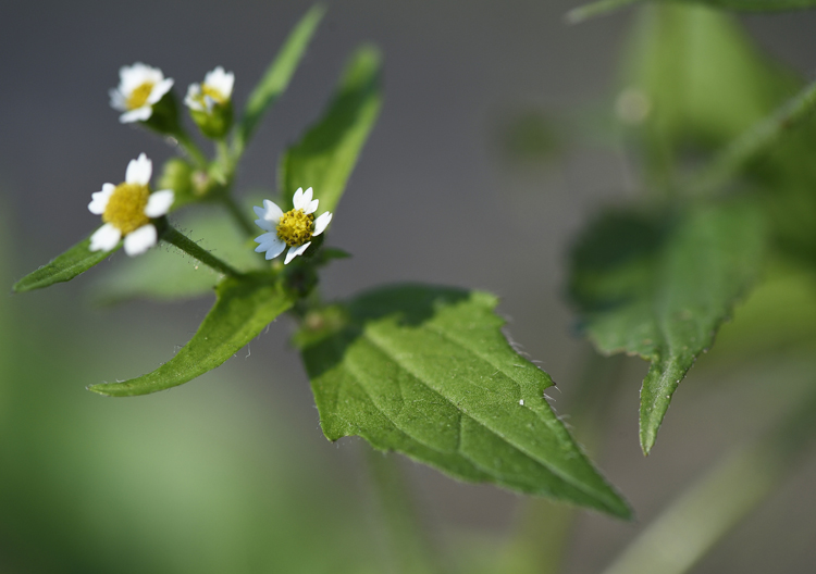 Galinsoga quadriradiata / Galinsoga ciliata