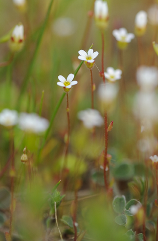 Saxifraga cfr. tridactylites