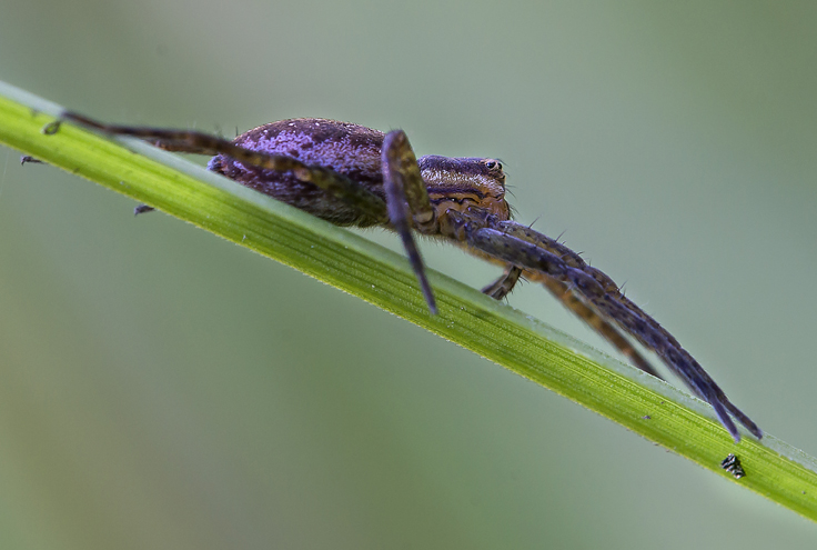 Pisauridae: cfr. Dolomedes sp. -