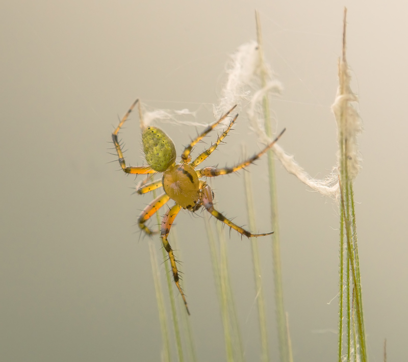 Araniella sp.