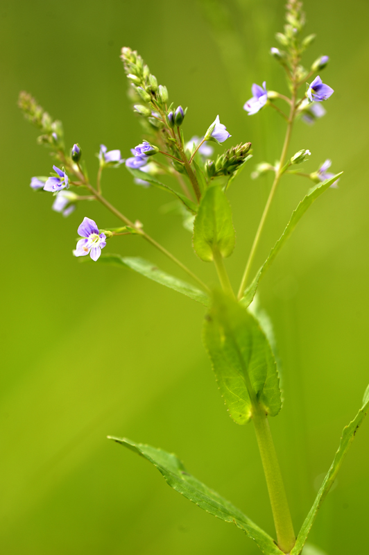 Veronica anagallis-aquatica