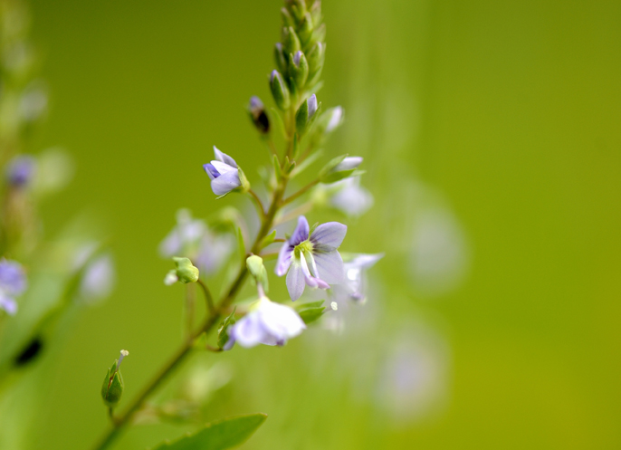 Veronica anagallis-aquatica