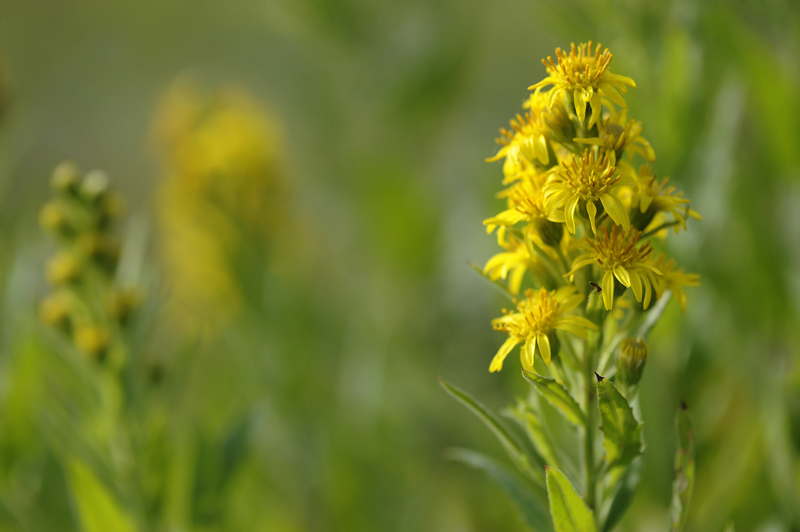 Dittrichia viscosa