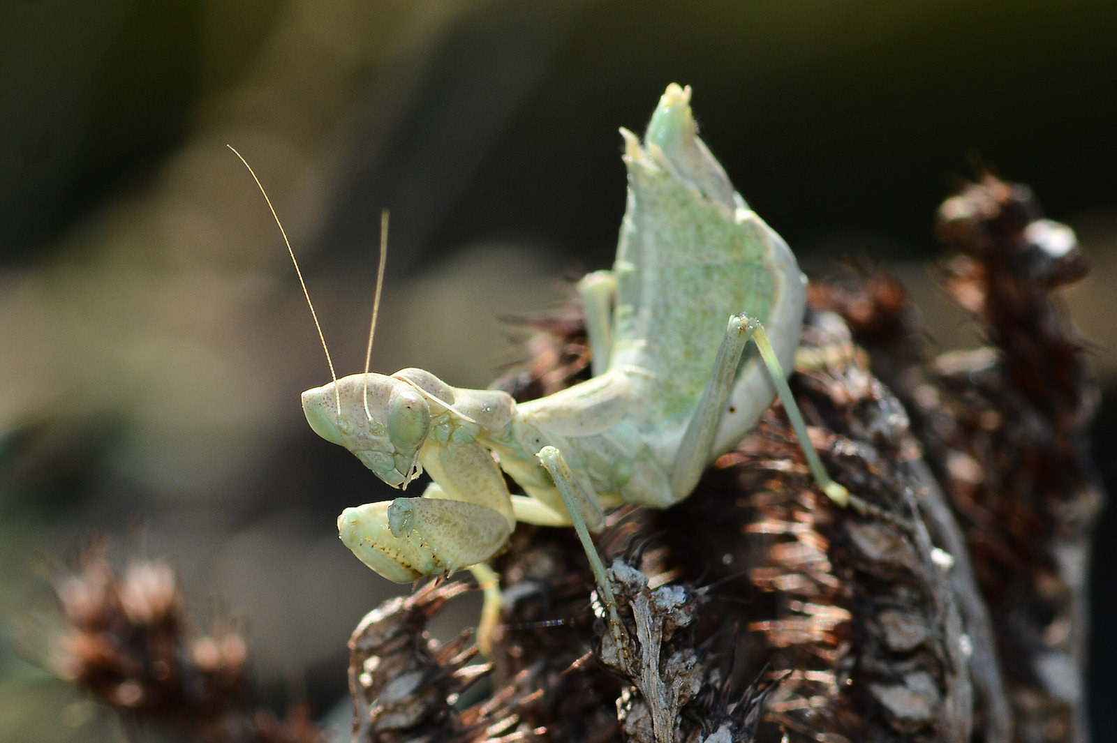 Mantidi da identificare