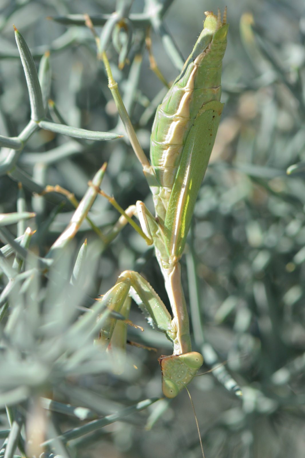 Mantidi da identificare