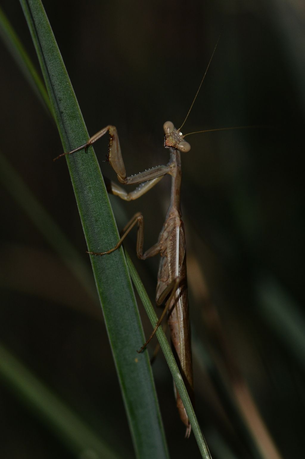 Mantidi da identificare