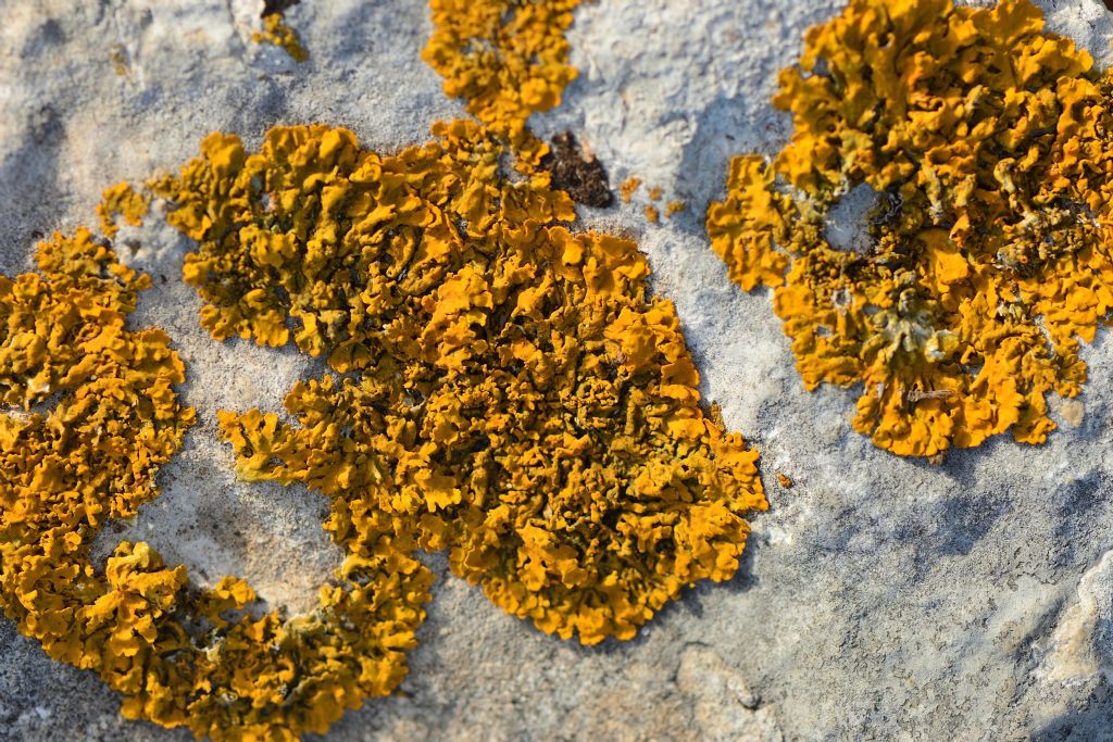 Xanthoria parietina?