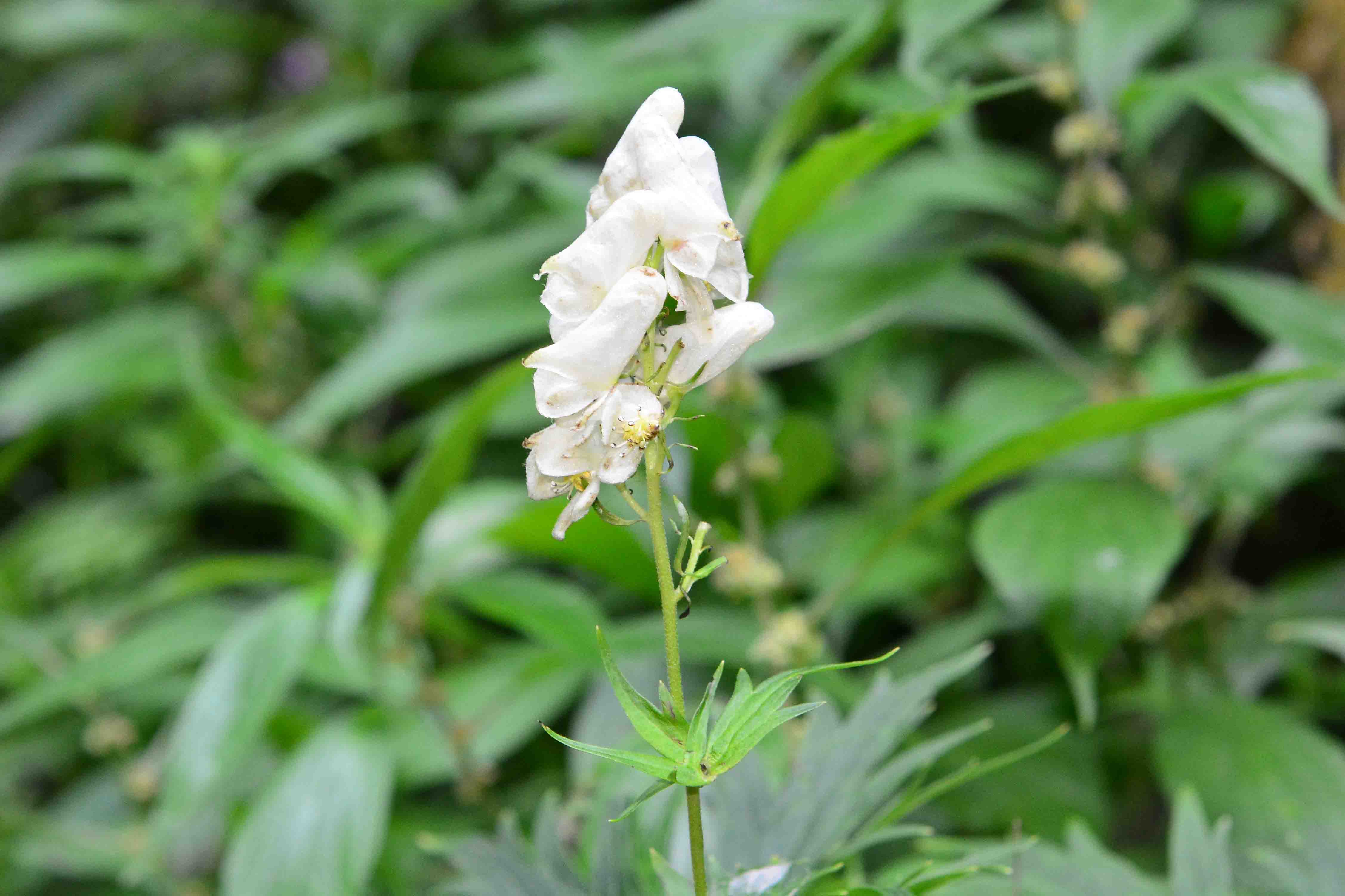 Aconitum lycoctonum