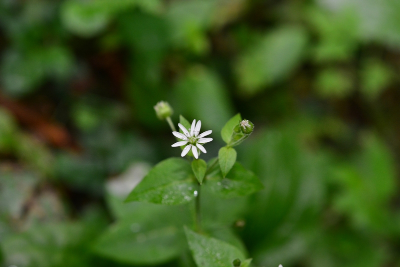 Stellaria aquatica
