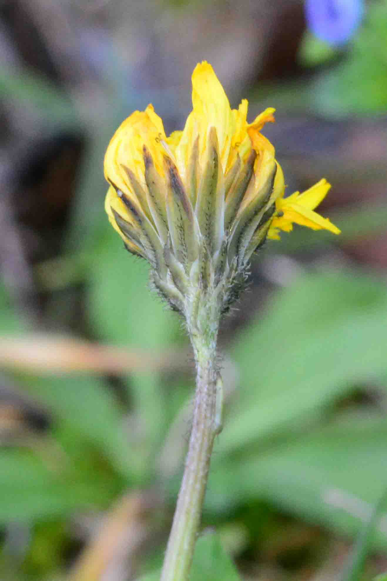 Crepis sancta / Radicchiella di Terrasanta