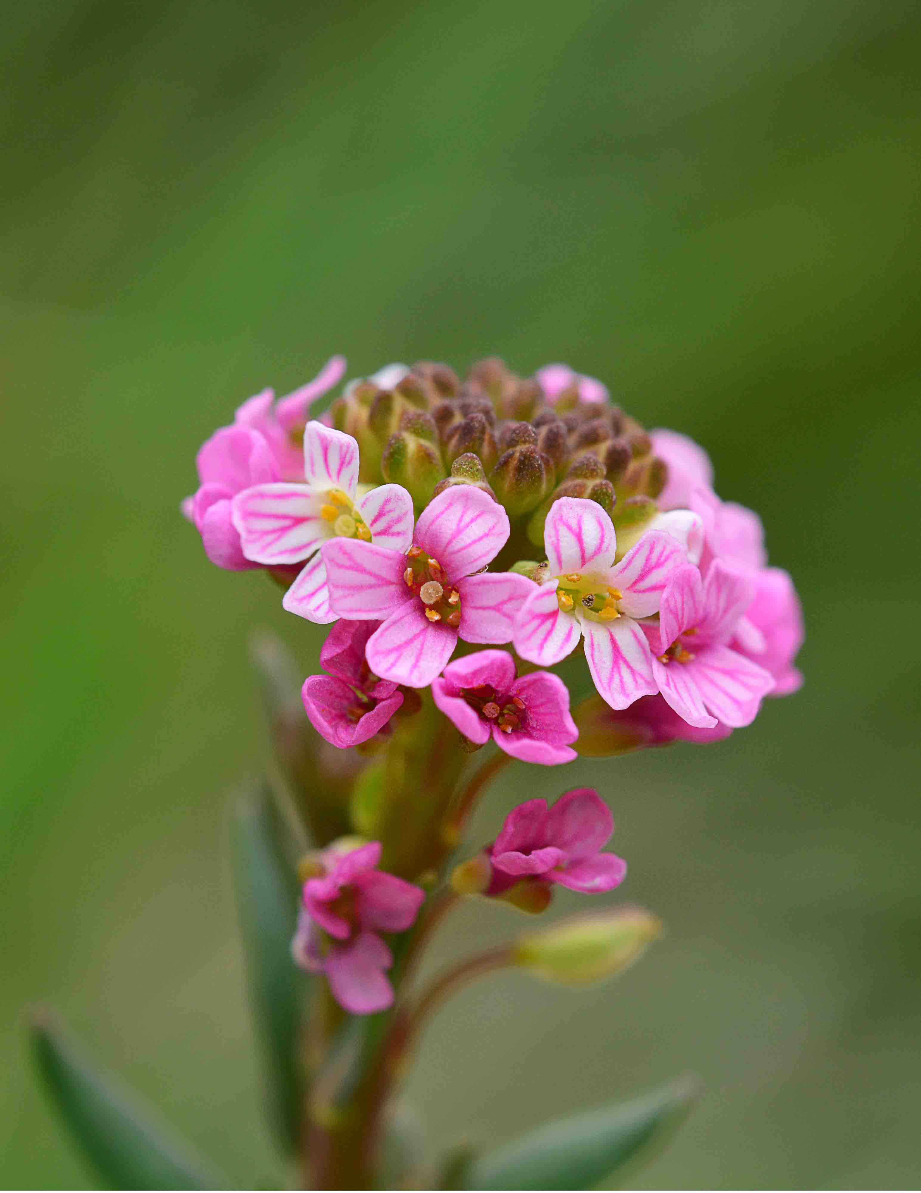 Aethionema saxatile / Erba storna carnicina