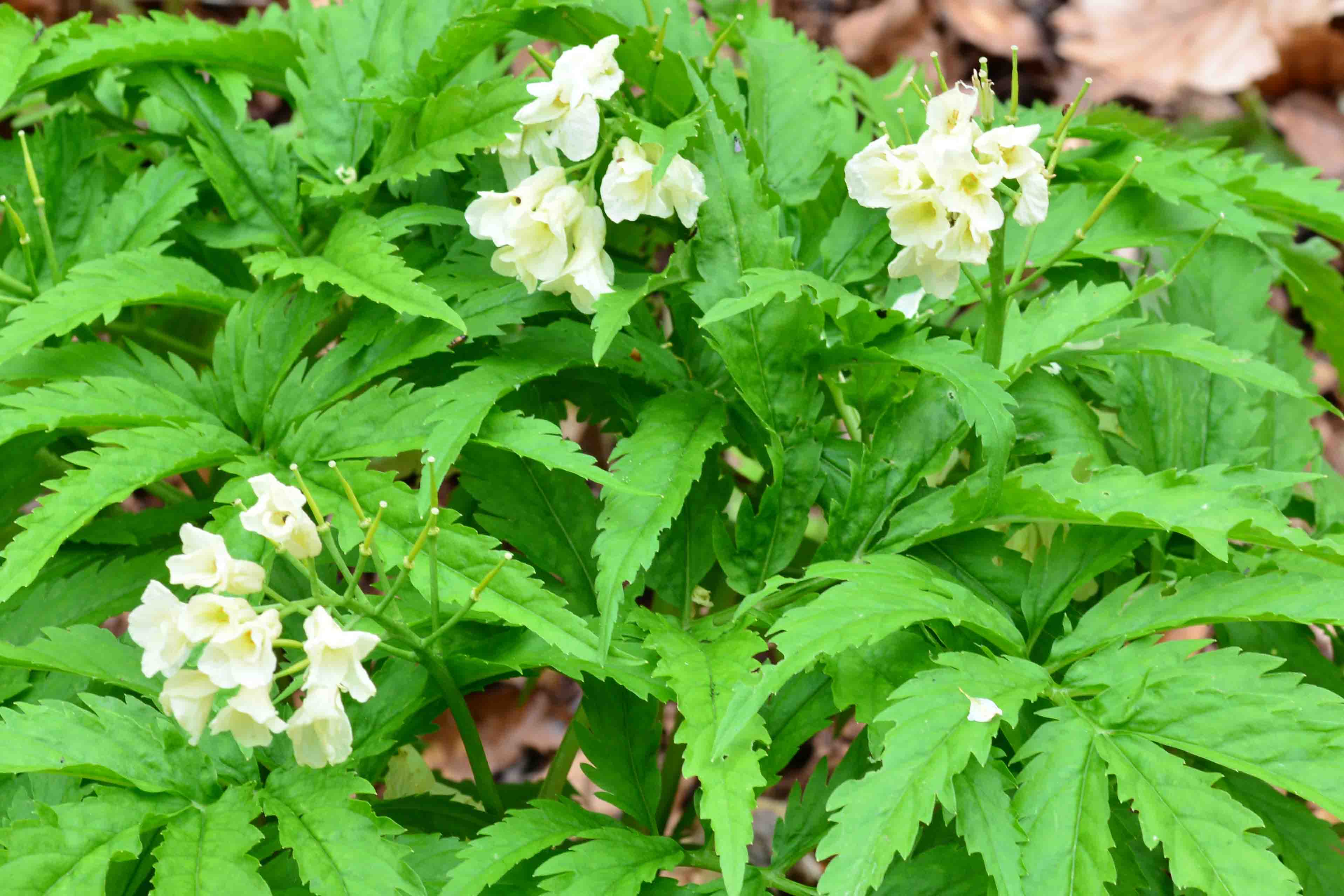 Cardamine kitaibelii / Dentaria di Kitaibel