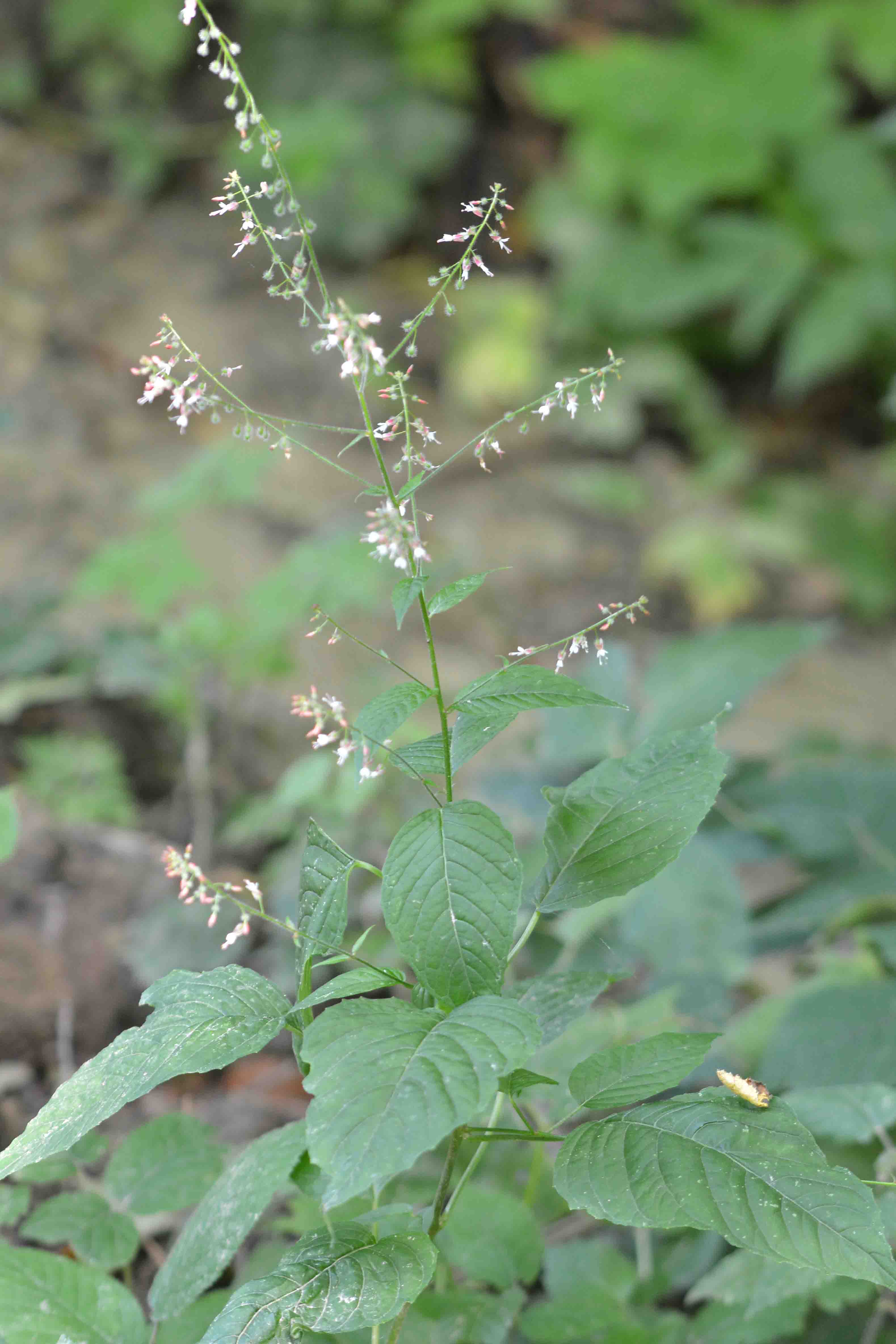 Circaea lutetiana