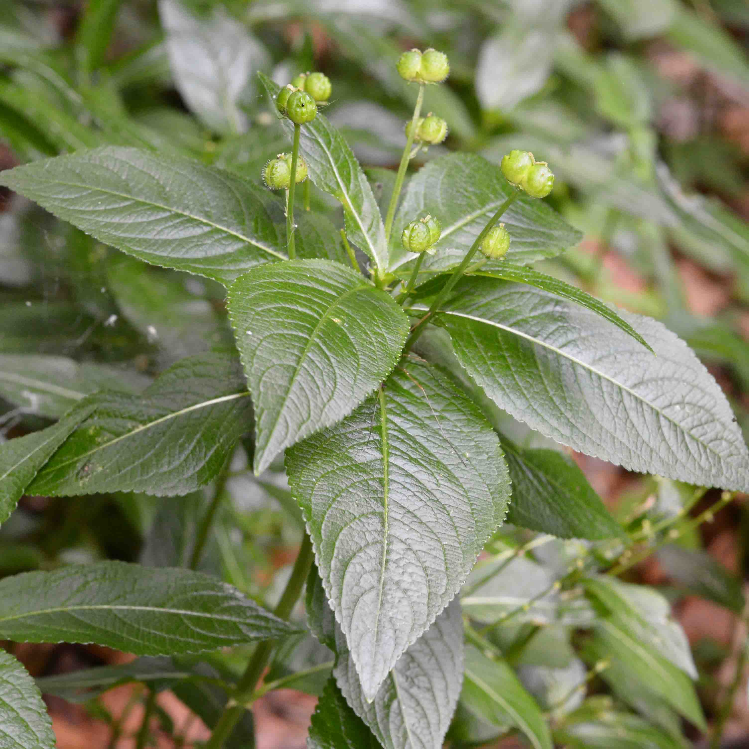 Mercurialis perennis / Mercorella bastarda