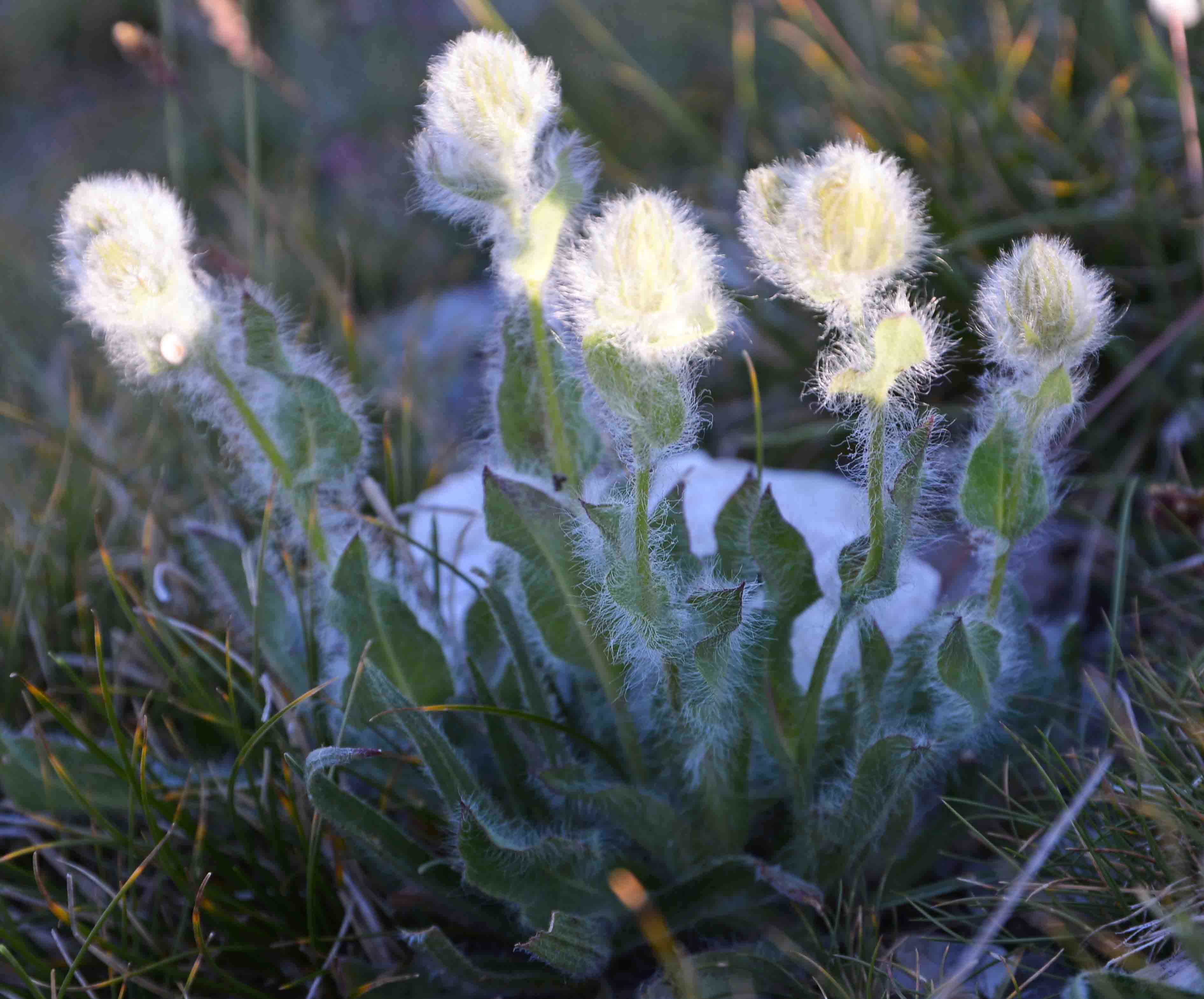 Hieracium cfr.villosum (Asteraceae)