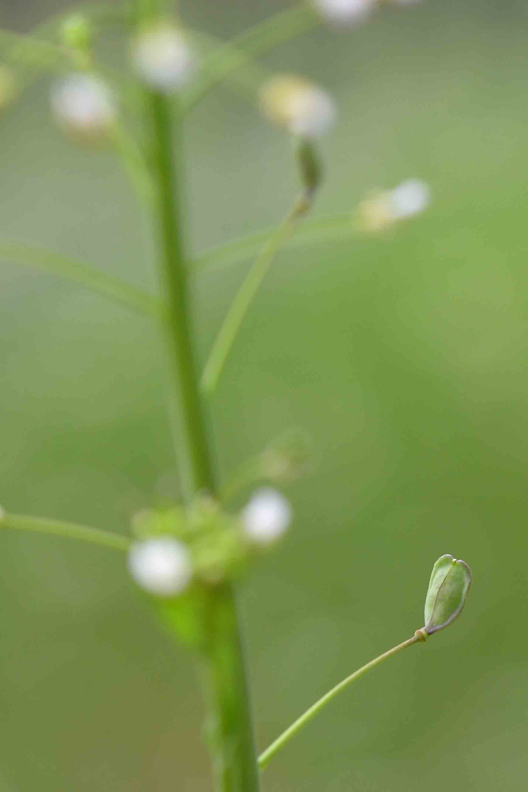 Mummenhoffia alliacea (= Thlaspi alliaceum) / Erba storna alliacea - siliquette