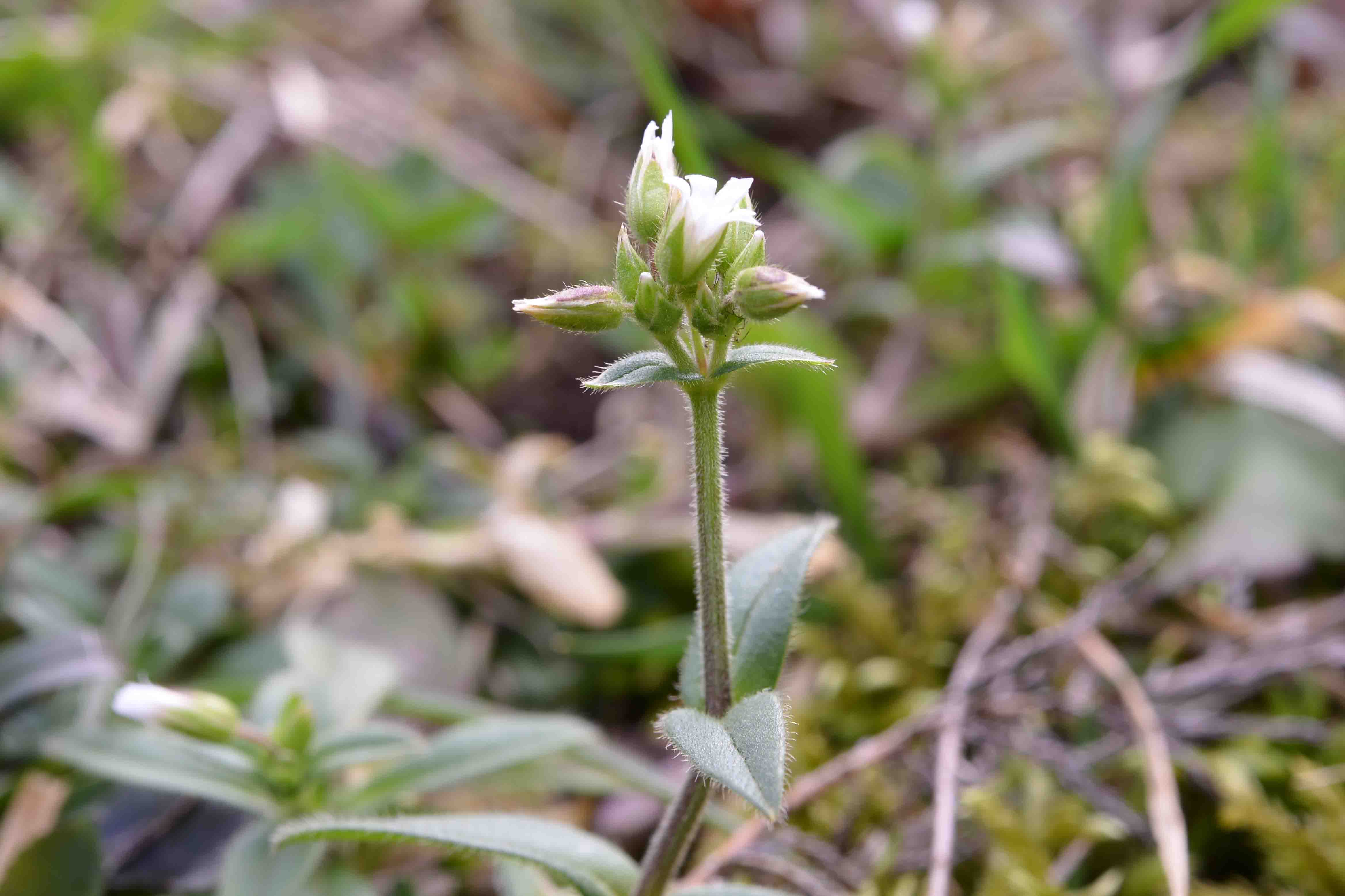 Cerastium fontanum s.l.  (Caryophyllaceae)
