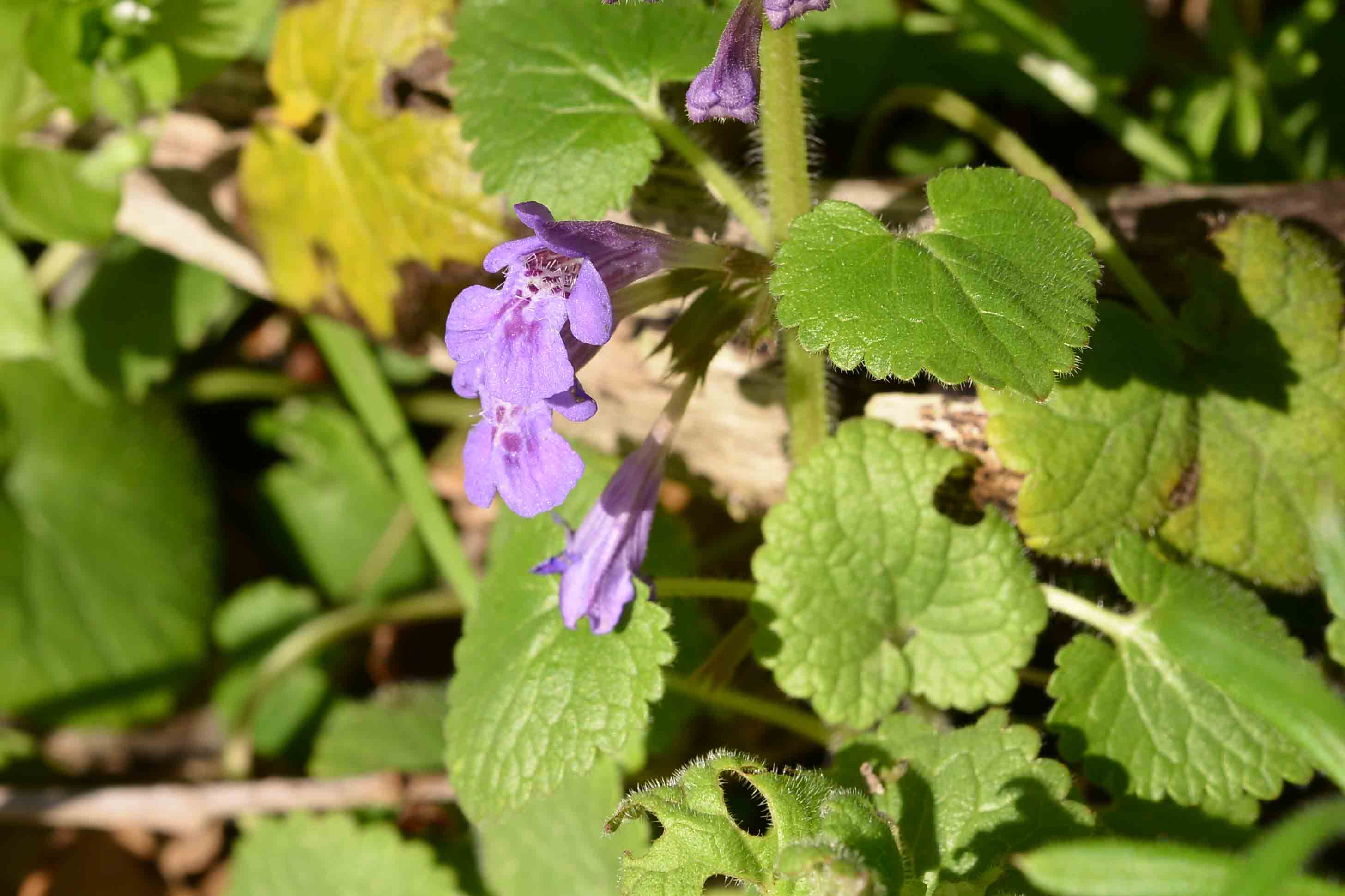 Clinopodium
