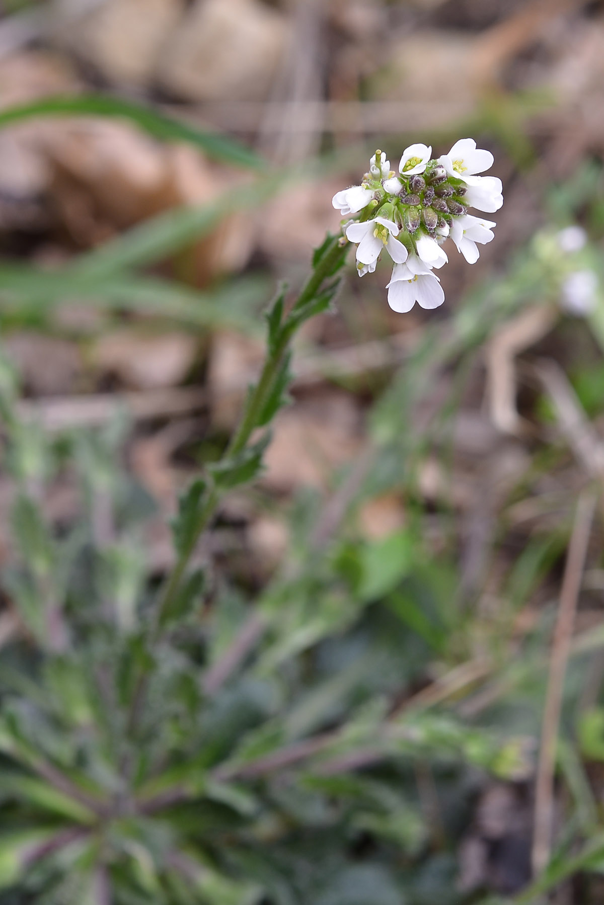 Arabis collina / Arabetta collinare