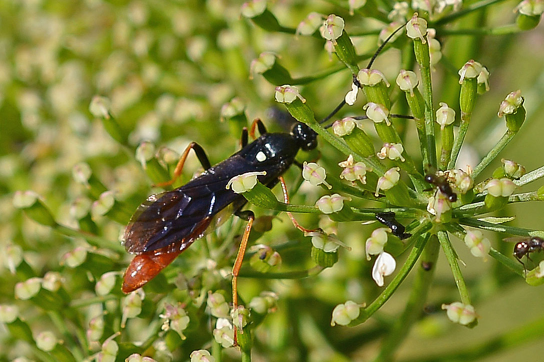 Ichneumonidae: Amblyjoppa fuscipennis