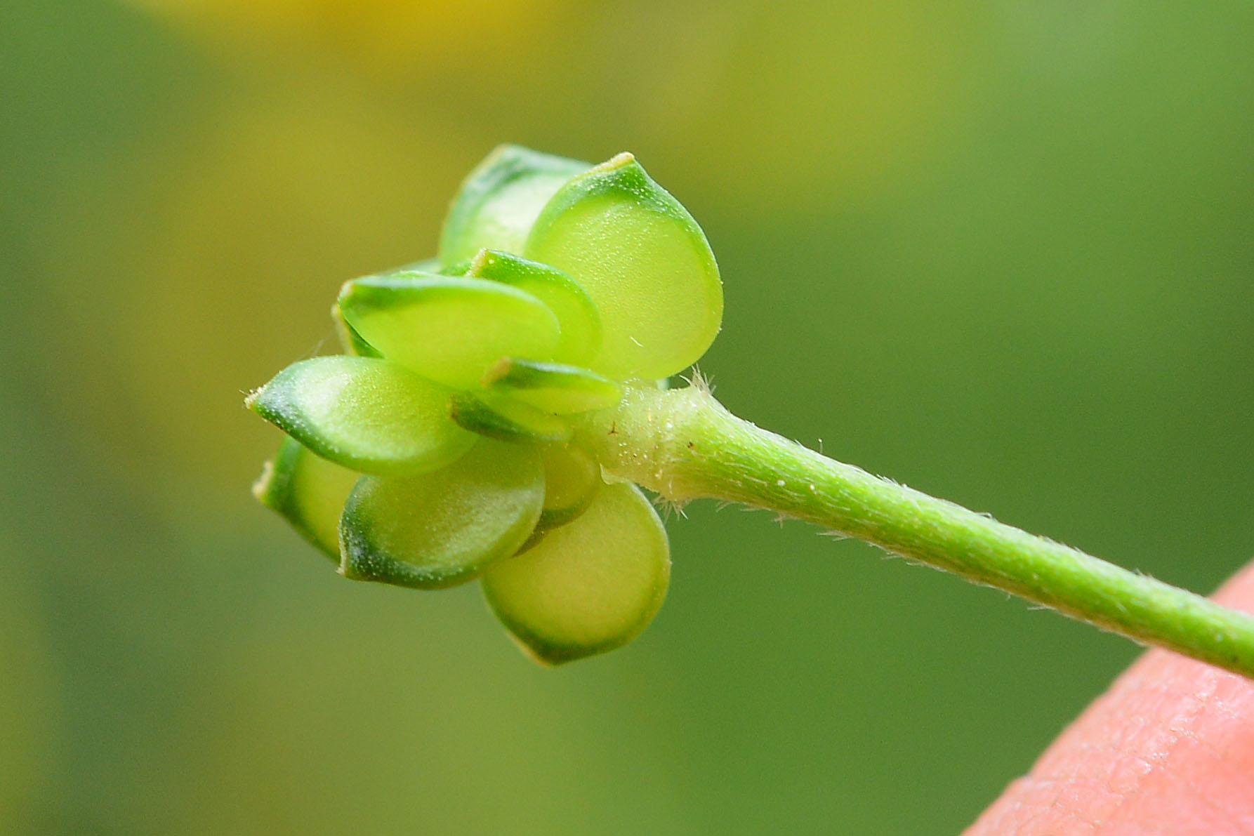 Ranunculus velutinus / Ranuncolo vellutato