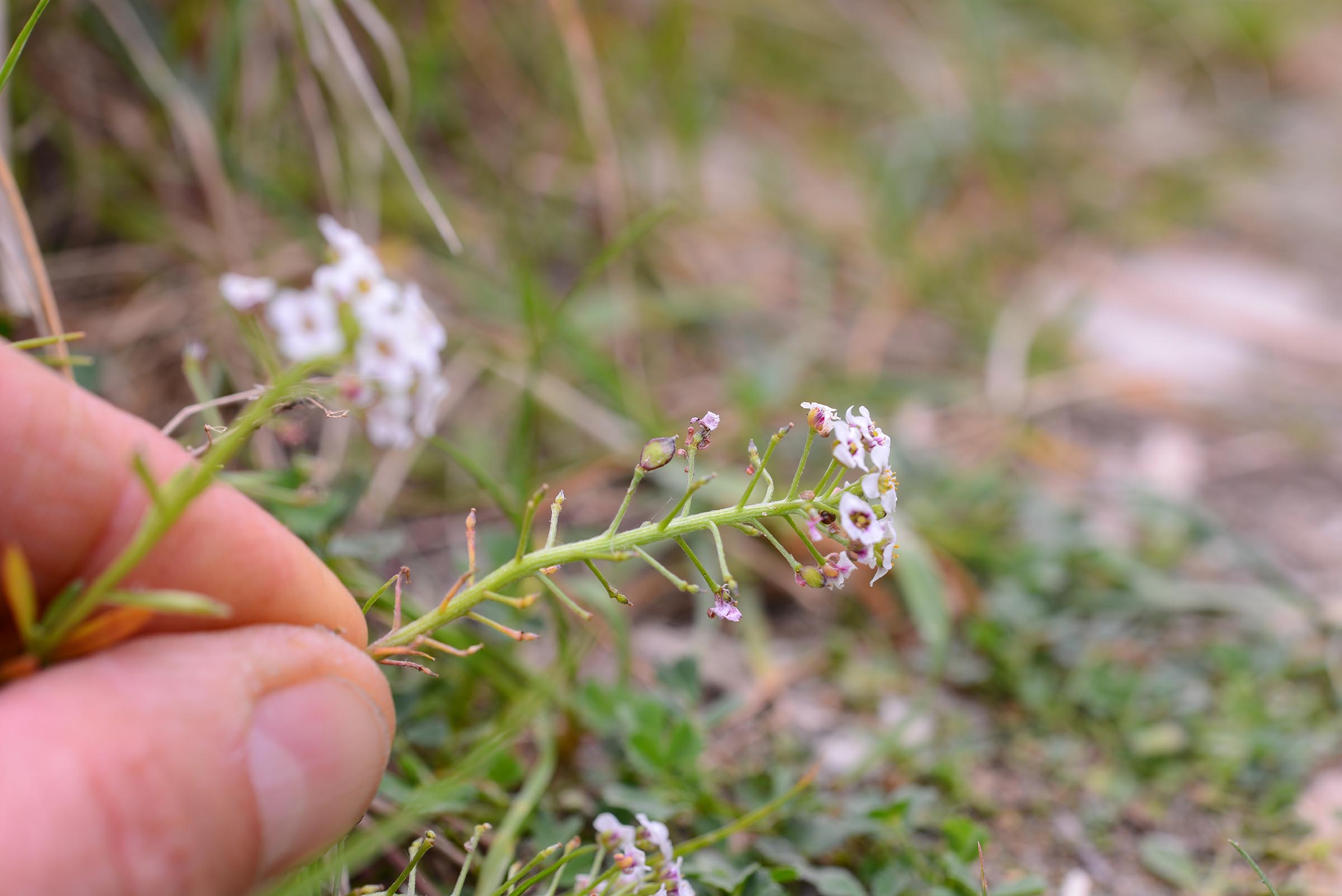 Lobularia maritima / Filigrana comune