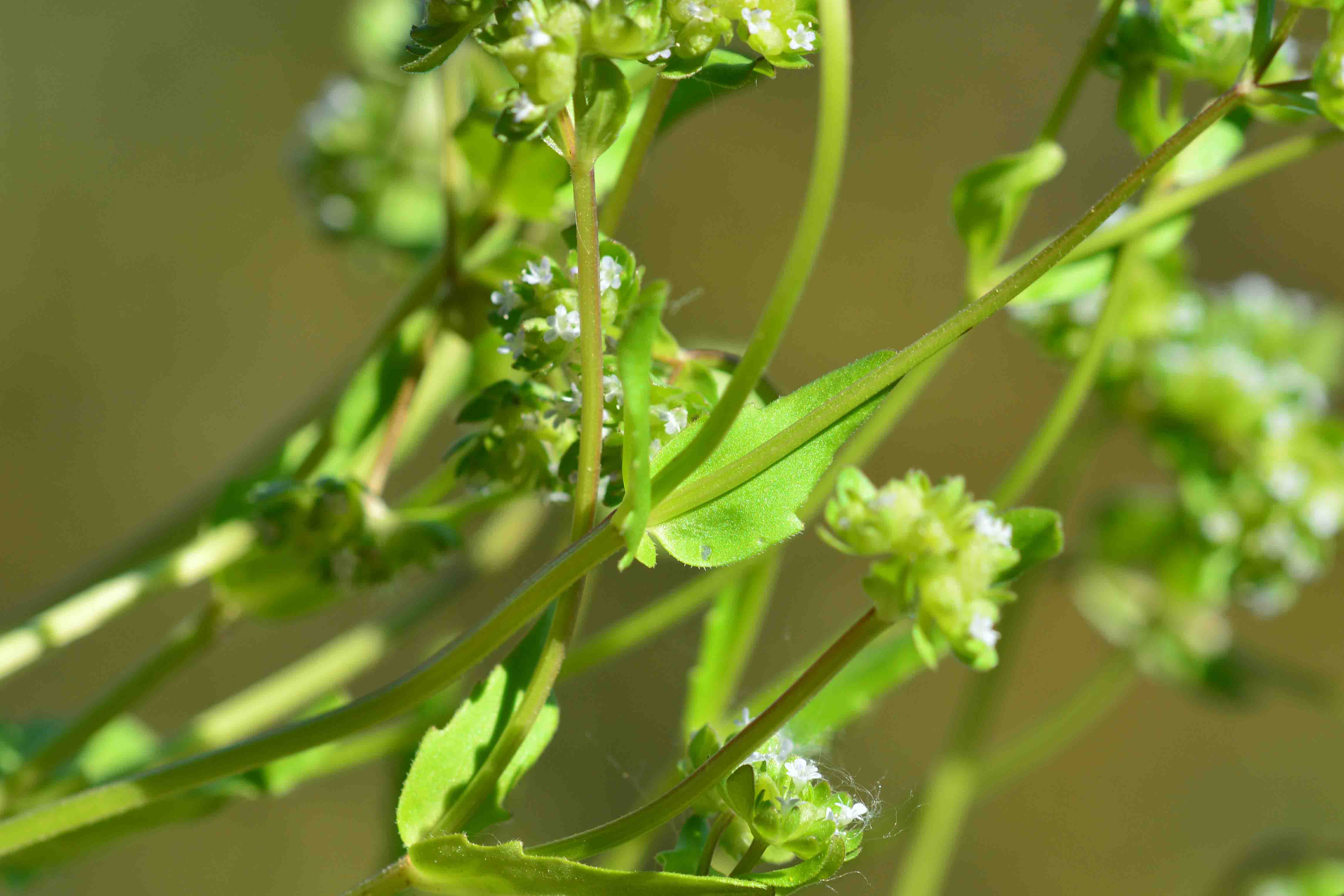 Valerianella sp.