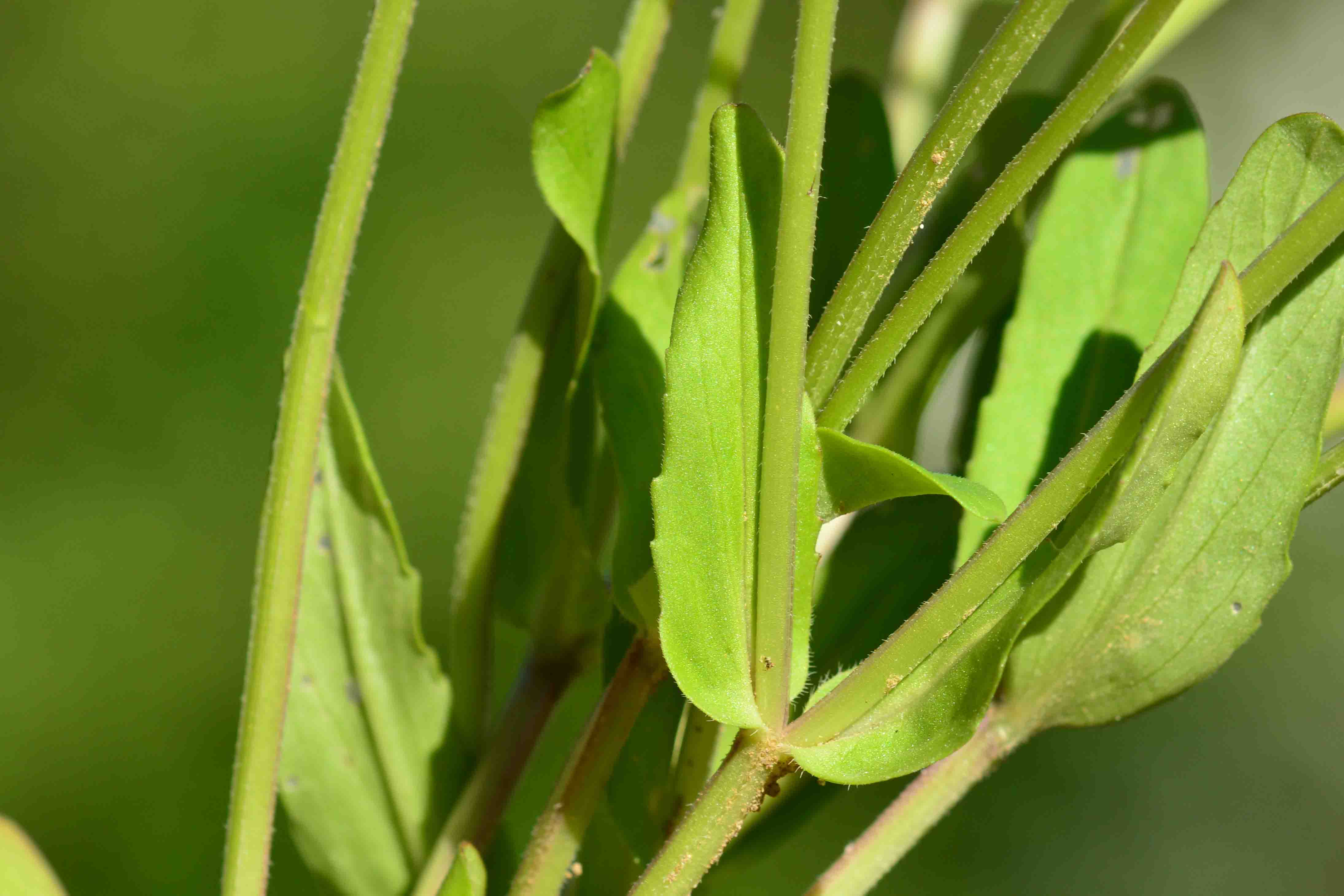 Valerianella sp.