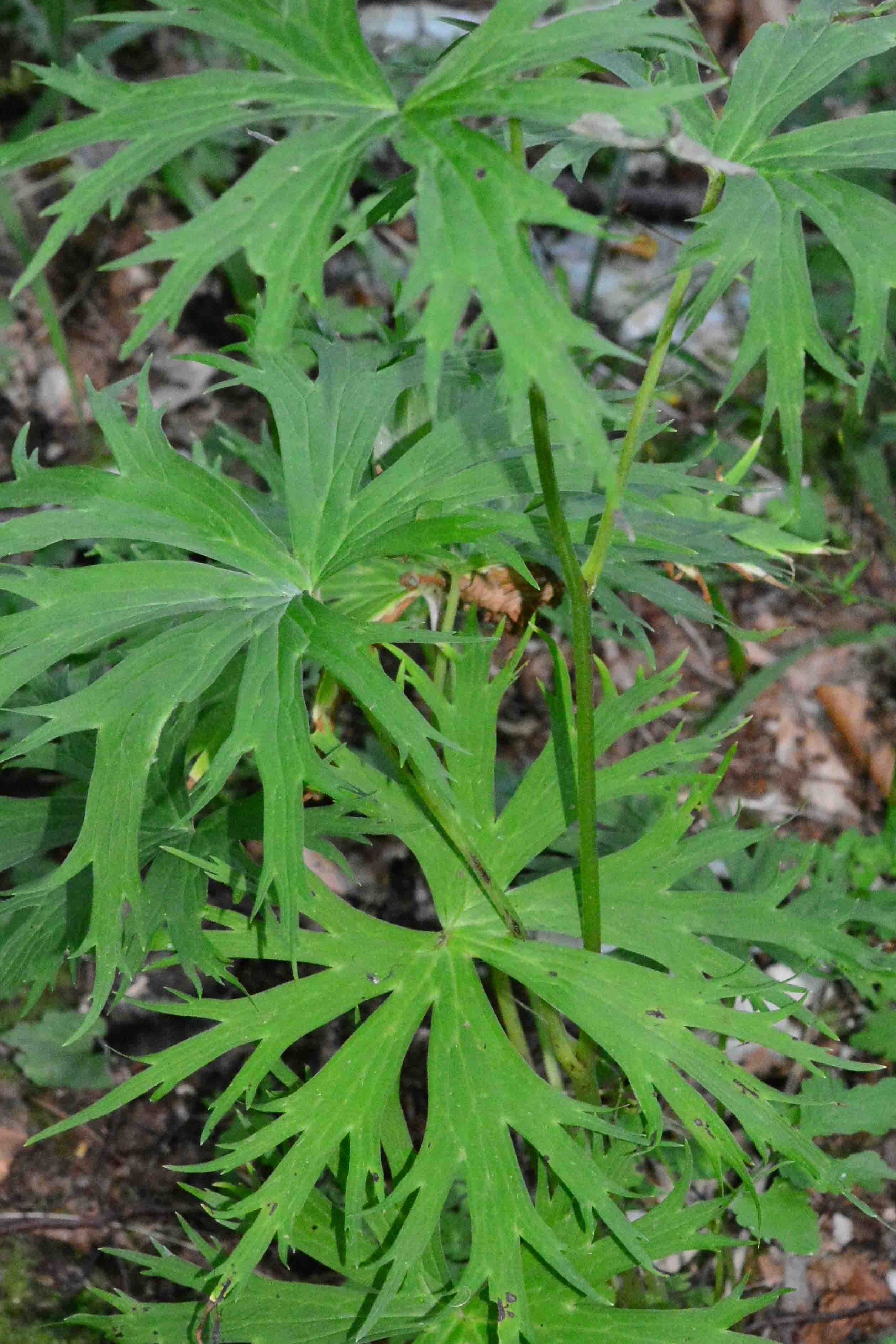 Aconitum lycoctonum