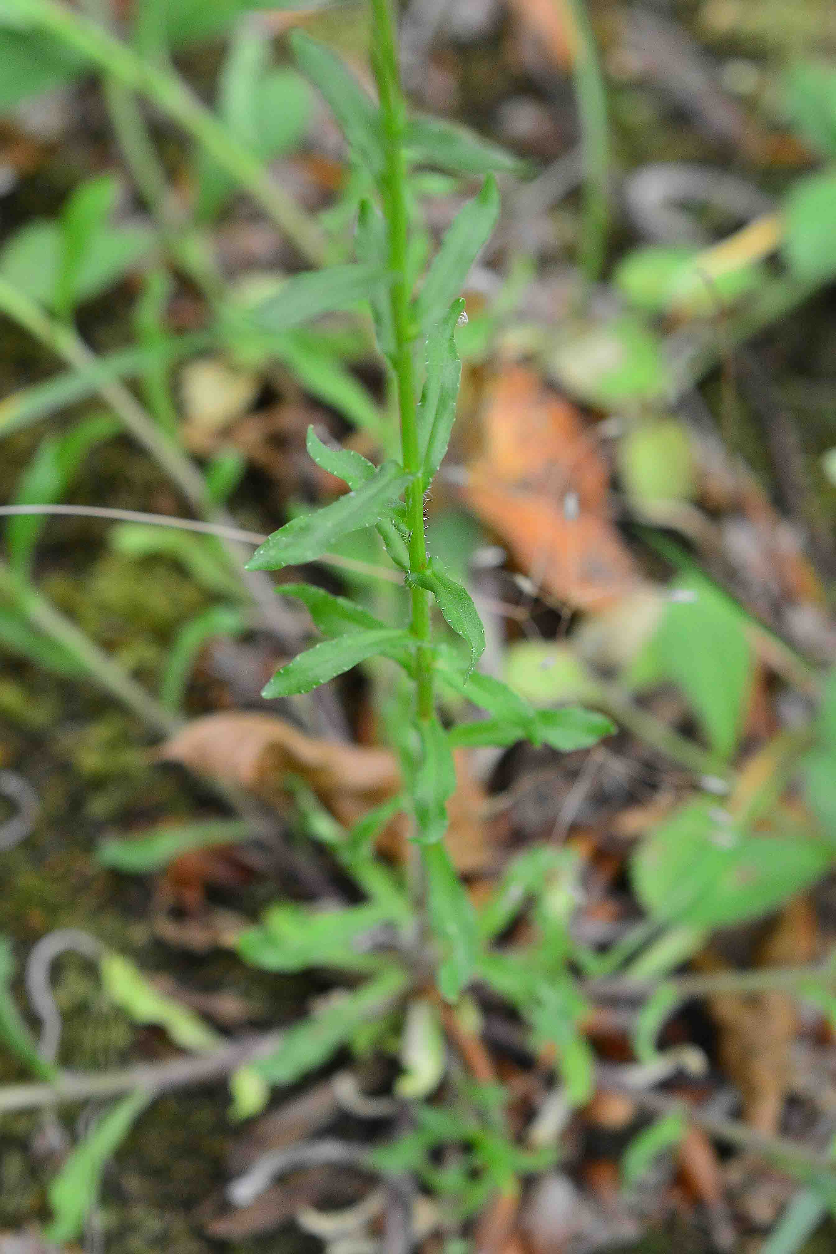 Sibillini:  Jasione montana