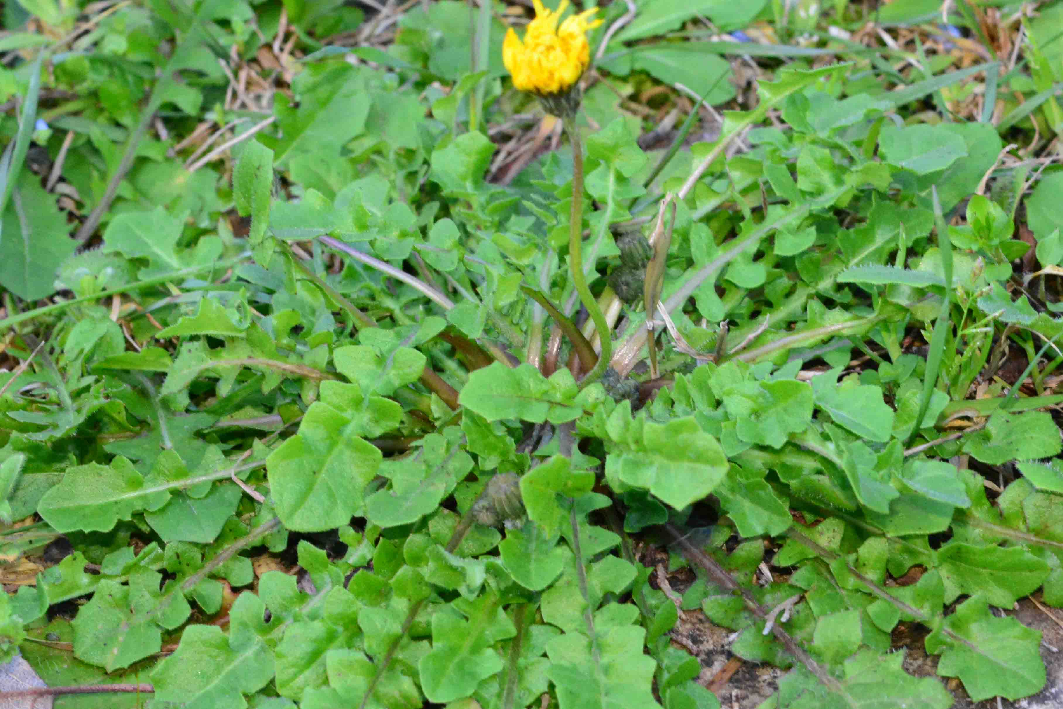 Crepis sancta / Radicchiella di Terrasanta