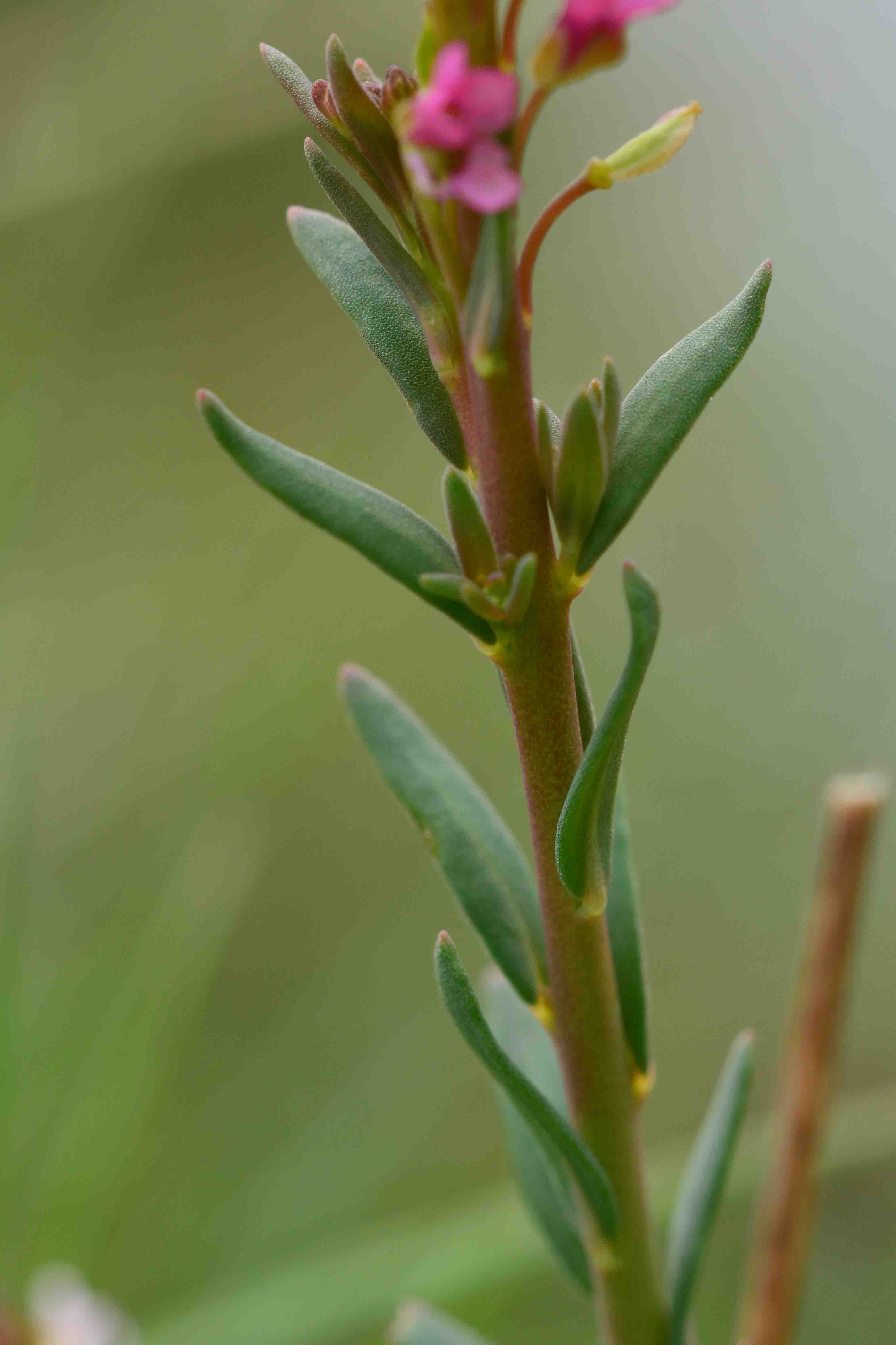 Aethionema saxatile / Erba storna carnicina