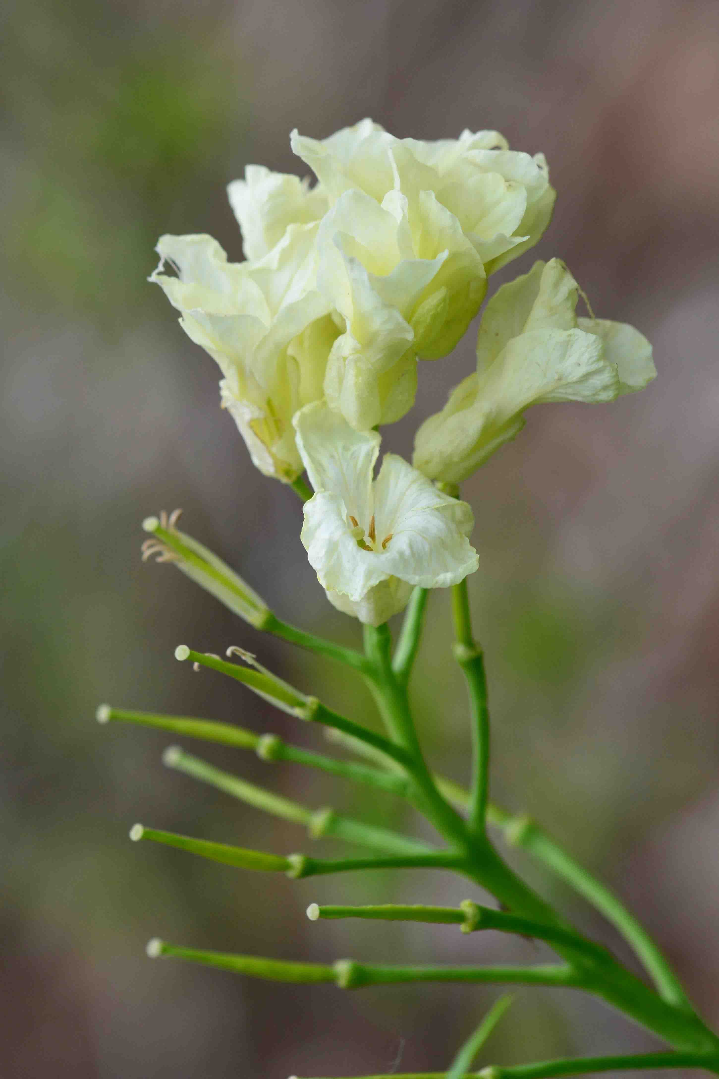 Cardamine kitaibelii / Dentaria di Kitaibel