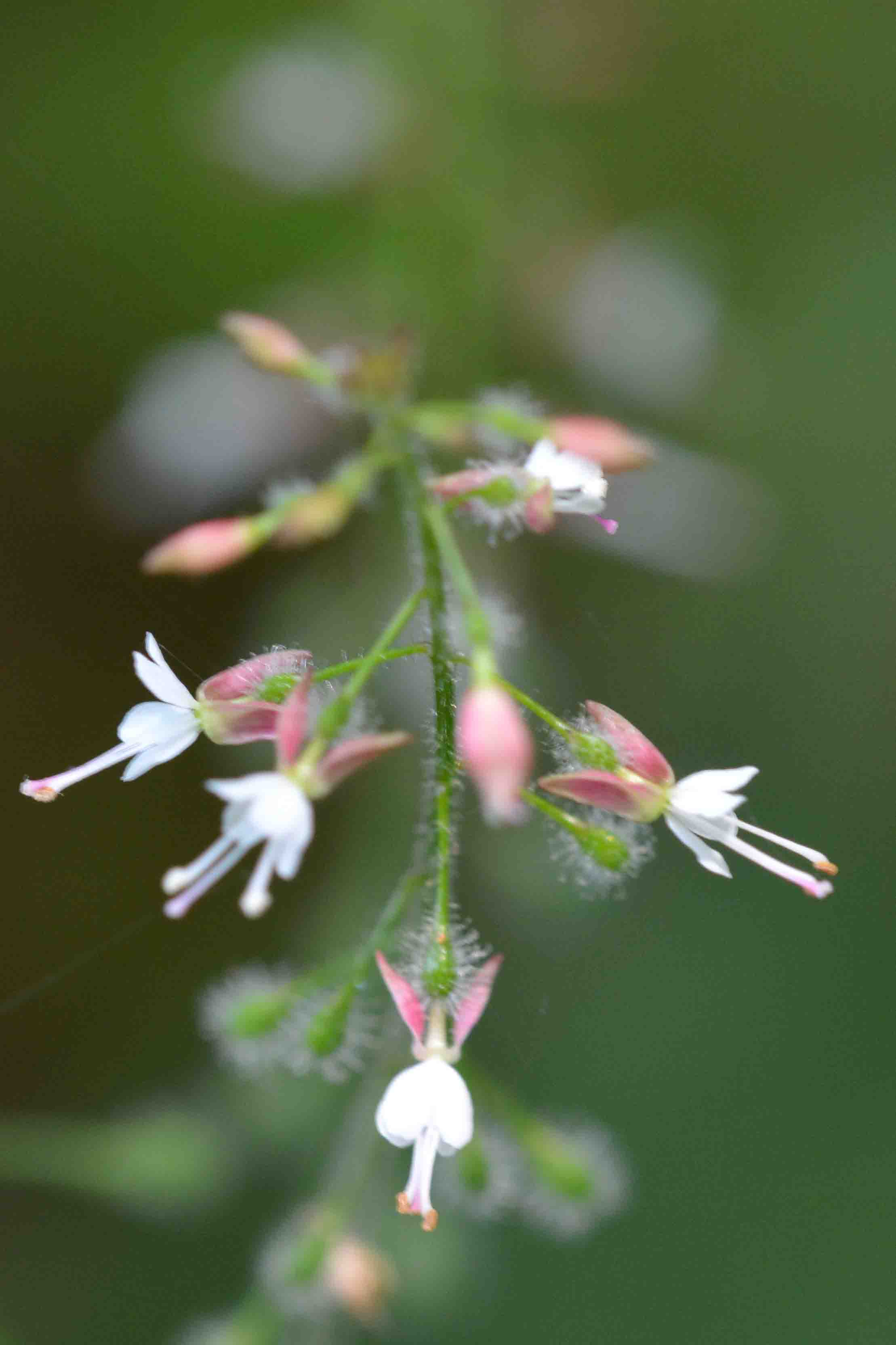 Circaea lutetiana