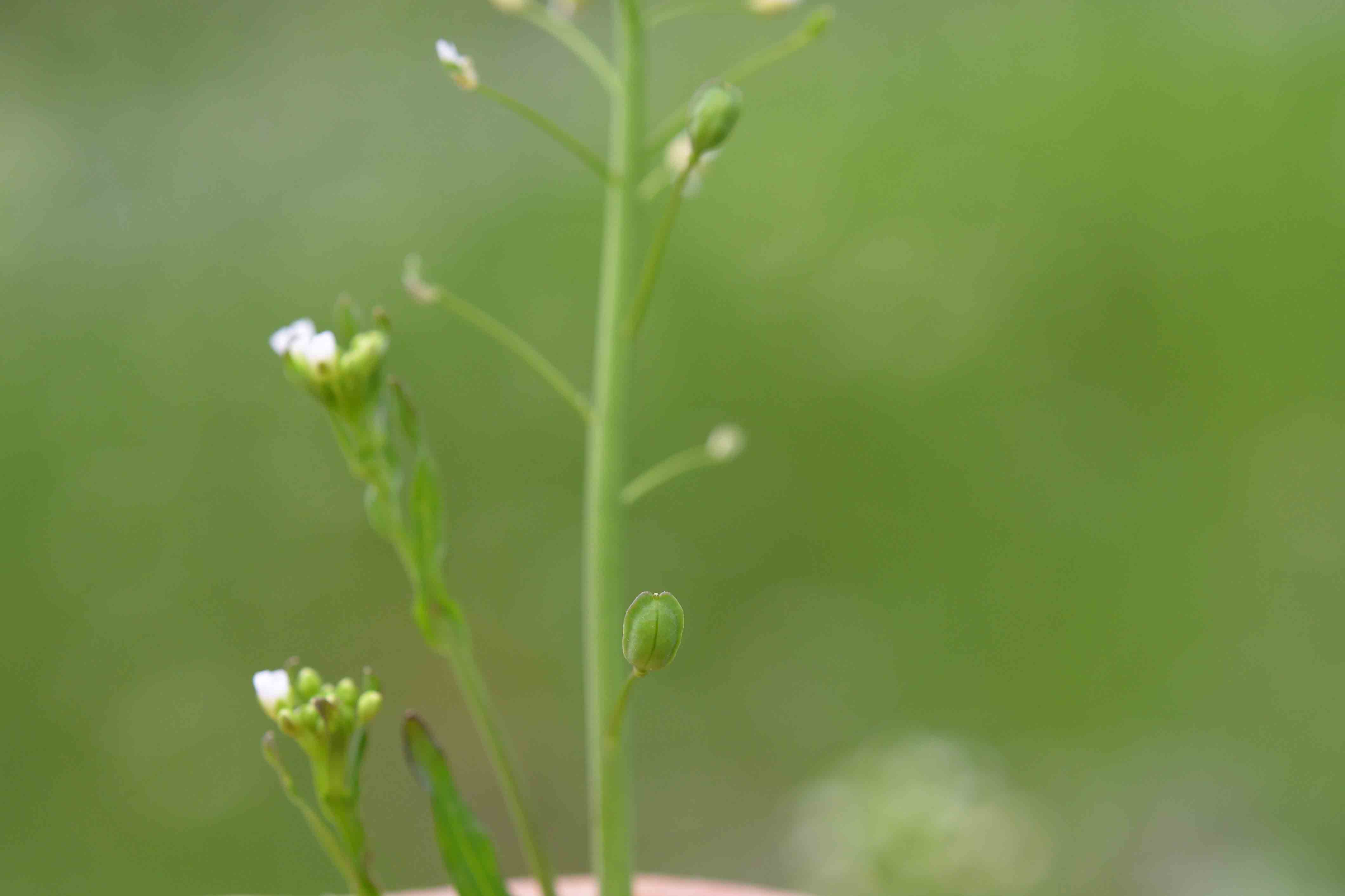 Mummenhoffia alliacea (= Thlaspi alliaceum) / Erba storna alliacea - siliquette