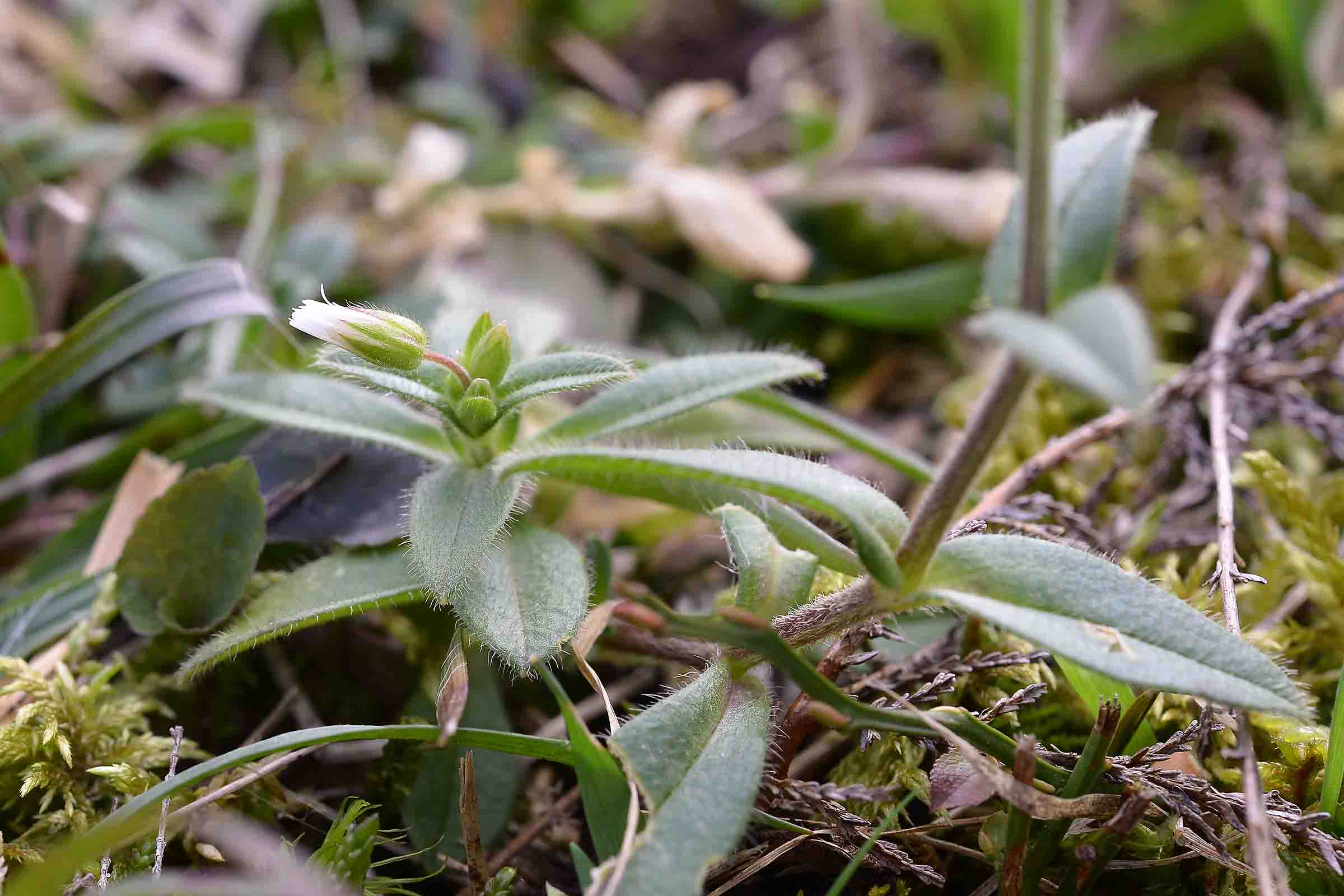 Cerastium fontanum s.l.  (Caryophyllaceae)
