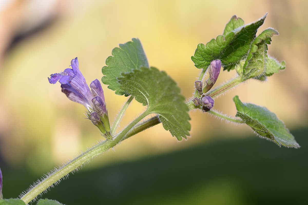 Clinopodium
