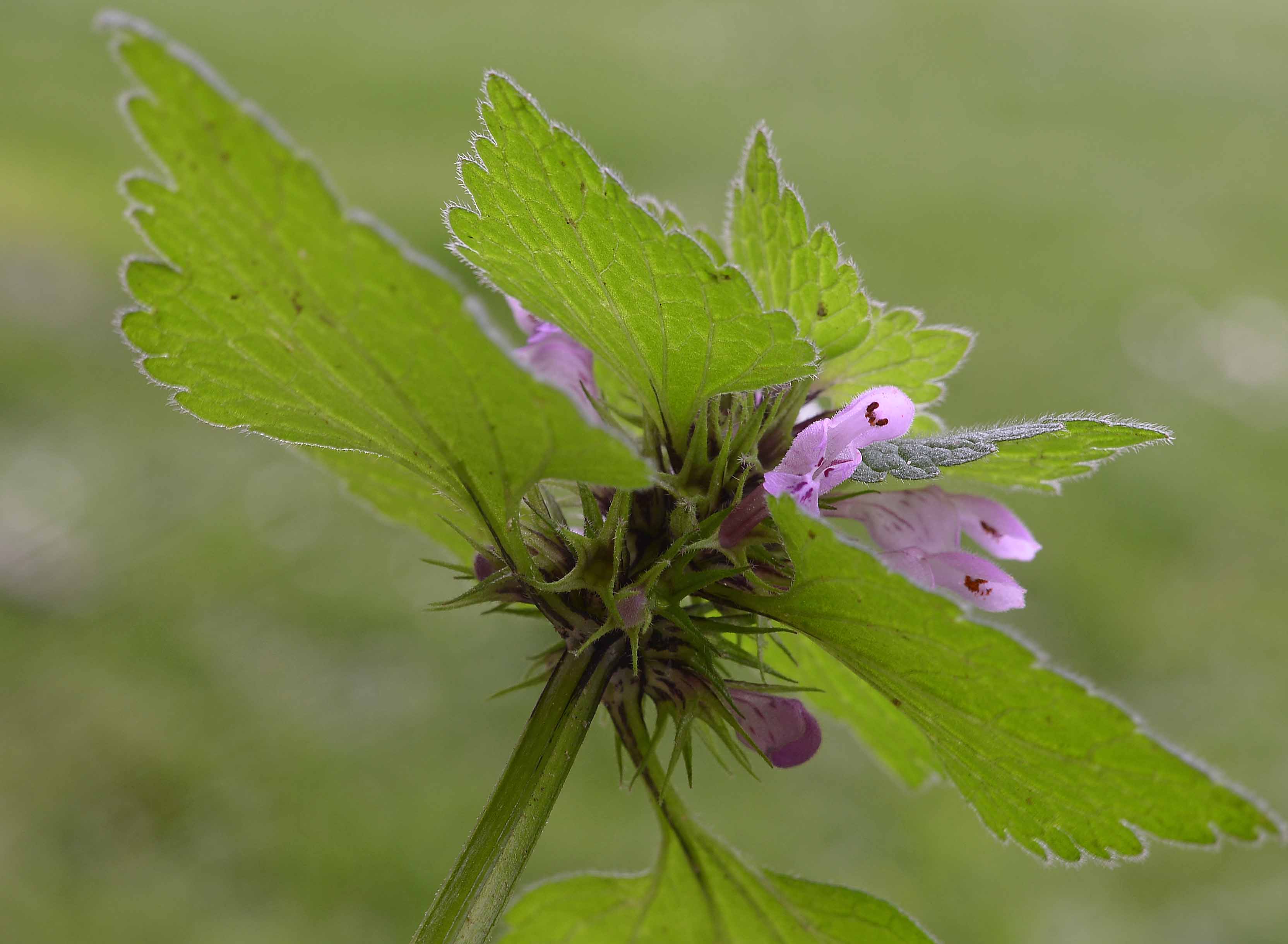 Lamium dd