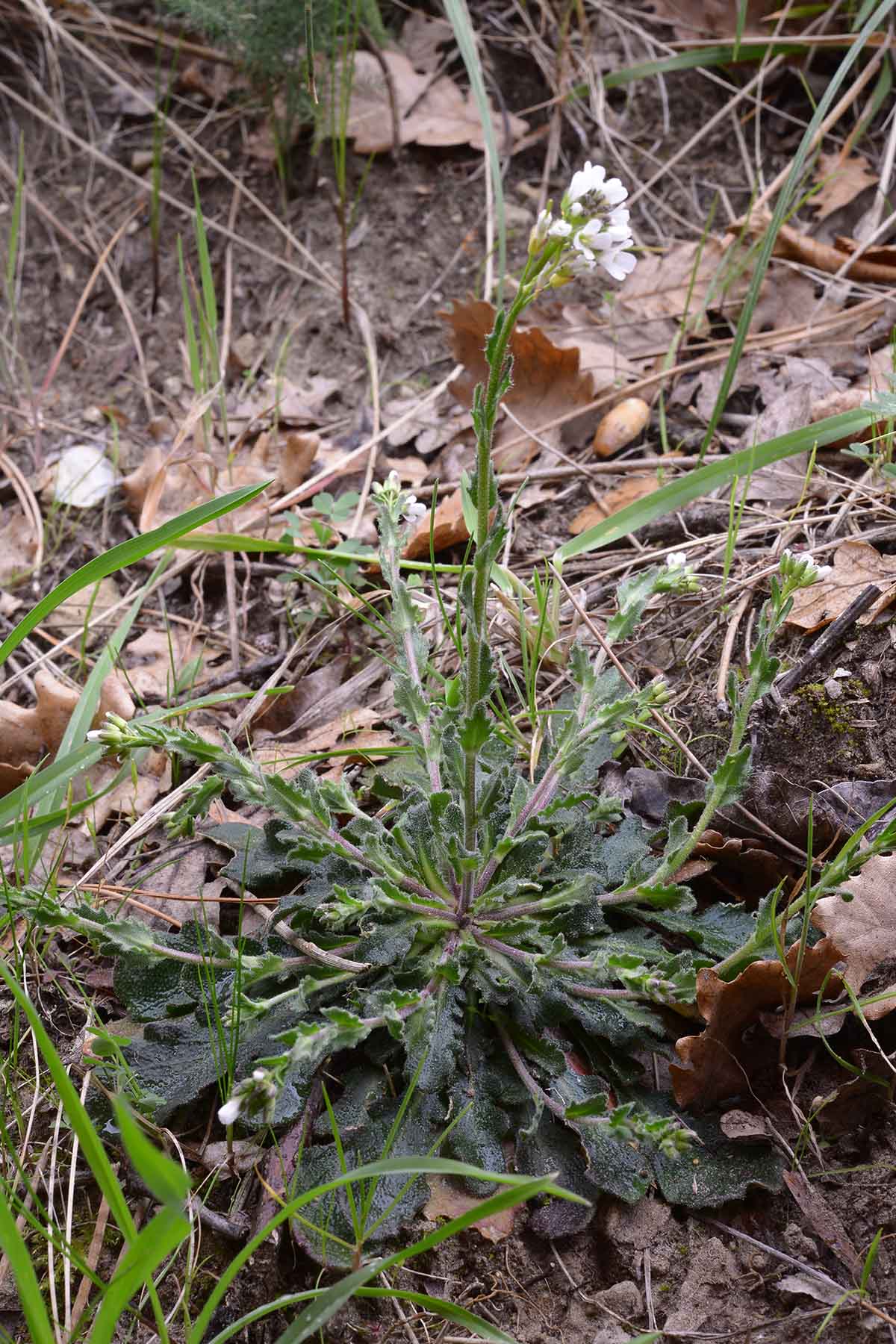 Arabis collina / Arabetta collinare