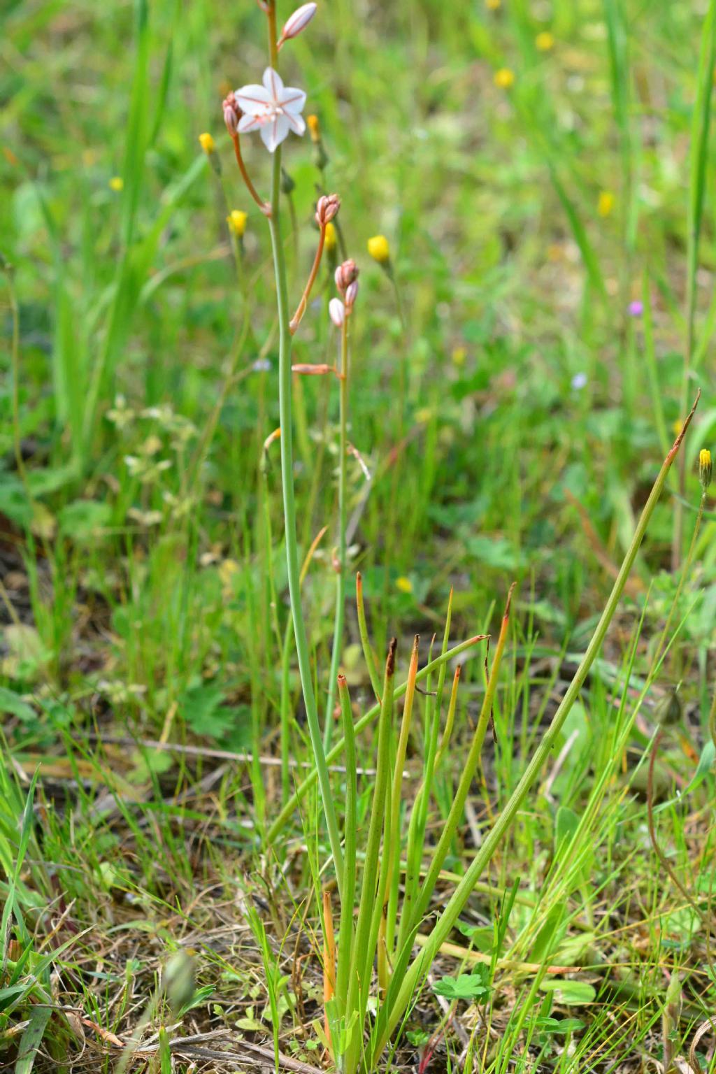 Asphodelus fistulosus