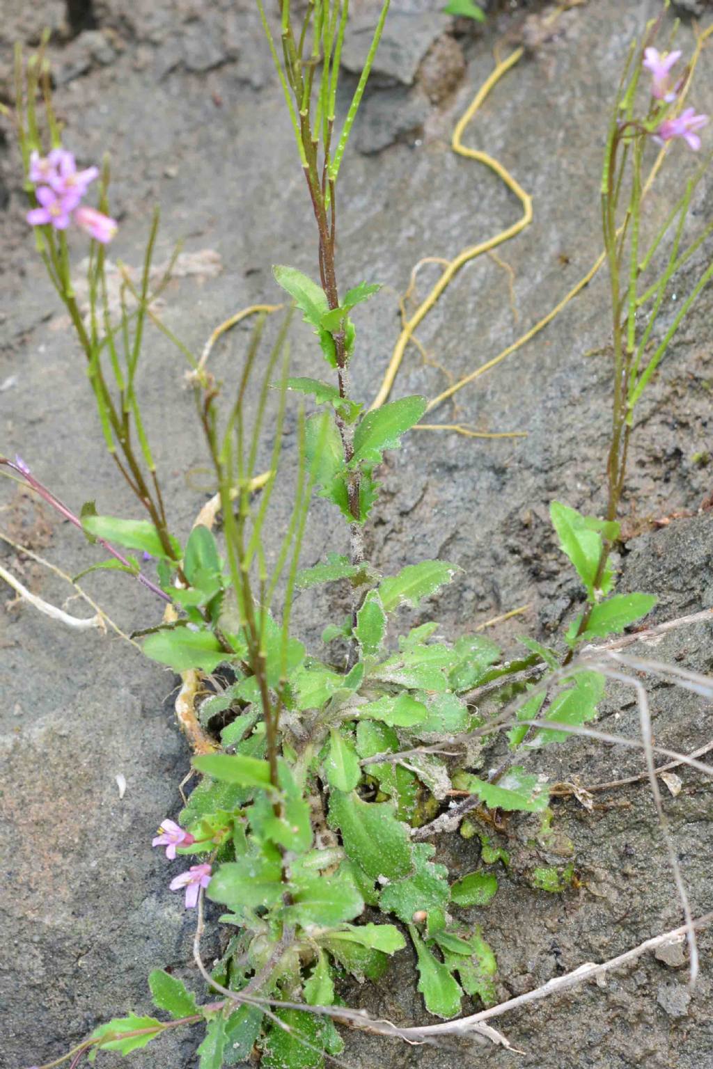 Arabis collina subsp. rosea / Arabetta rosea