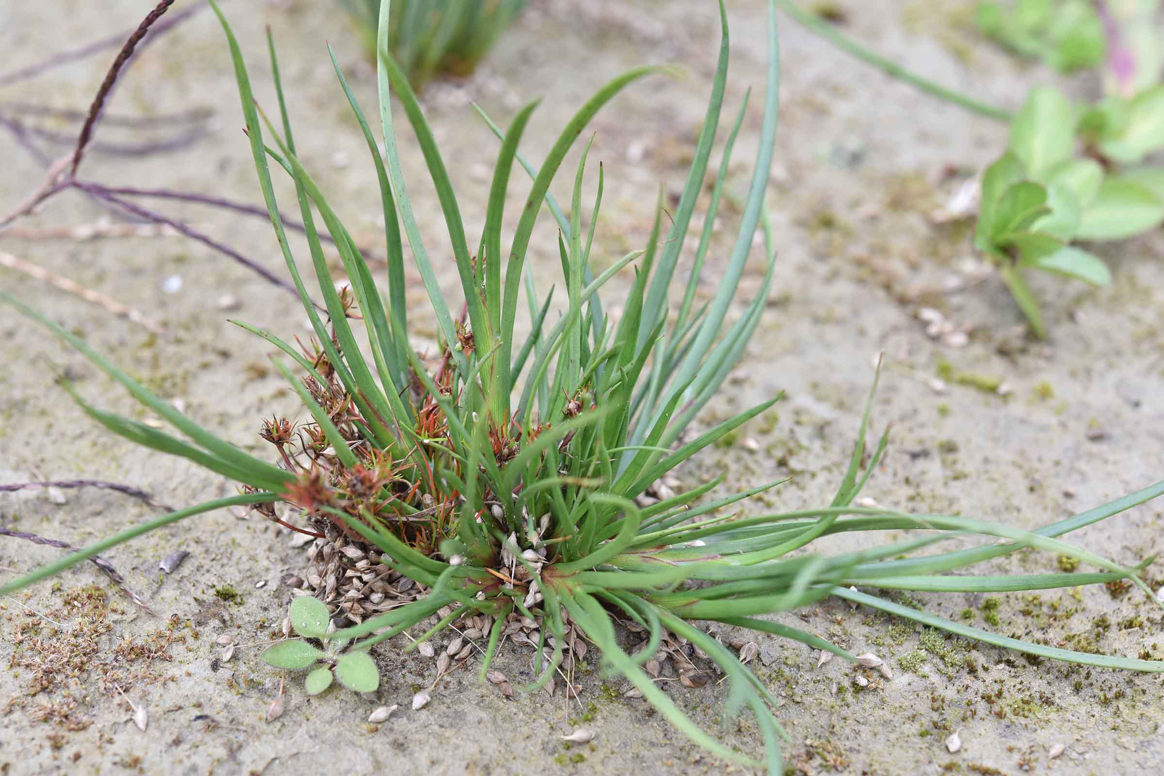 da det - Juncus sp.