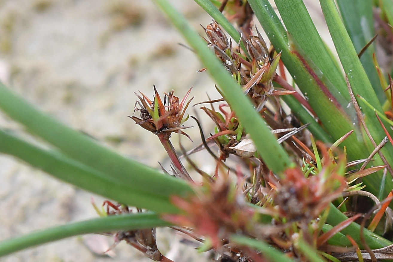 da det - Juncus sp.