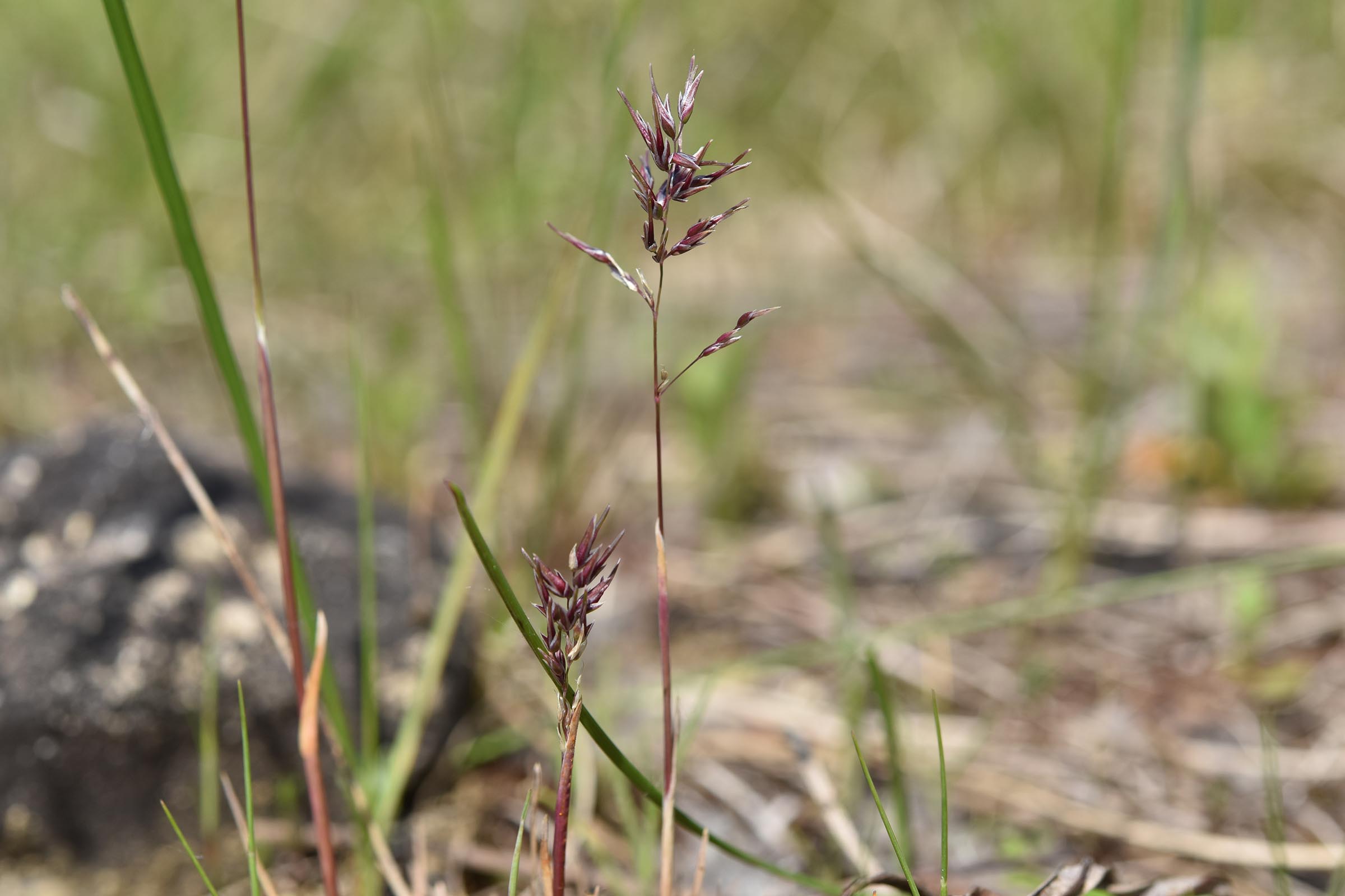 Poa bulbosa